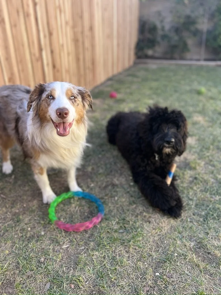 Two dogs in a backyard; one fluffy black dog lying down, and one spotted dog standing with a colorful toy ring in front of it.
