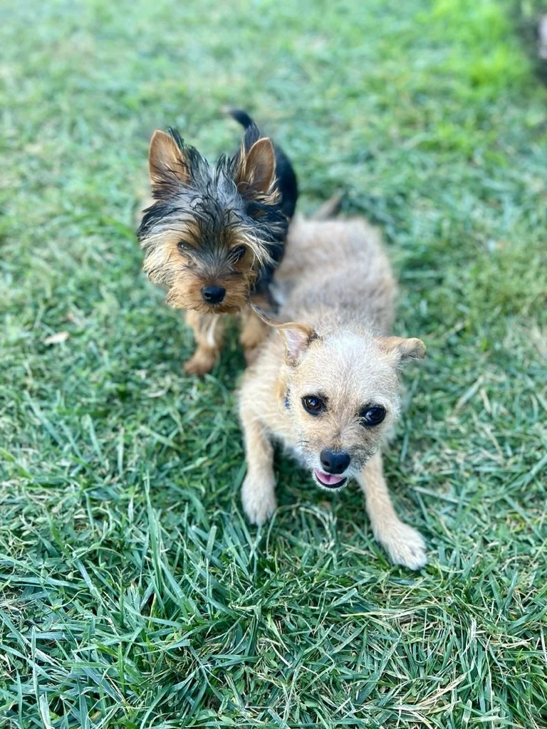 Two small dogs playing on grassy lawn, one brown and fluffy, the other tan with wiry fur.