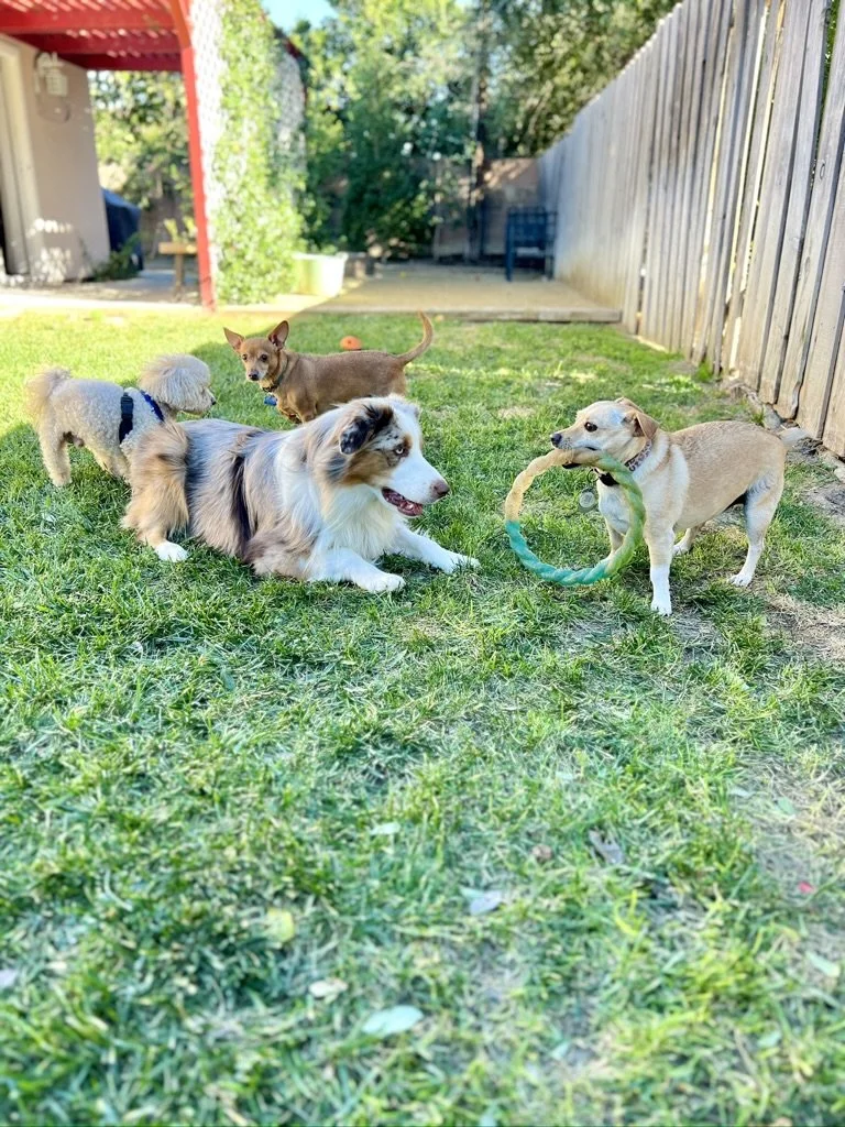 Four dogs playing in a backyard with grass and a wooden fence, one holding a green ring toy.