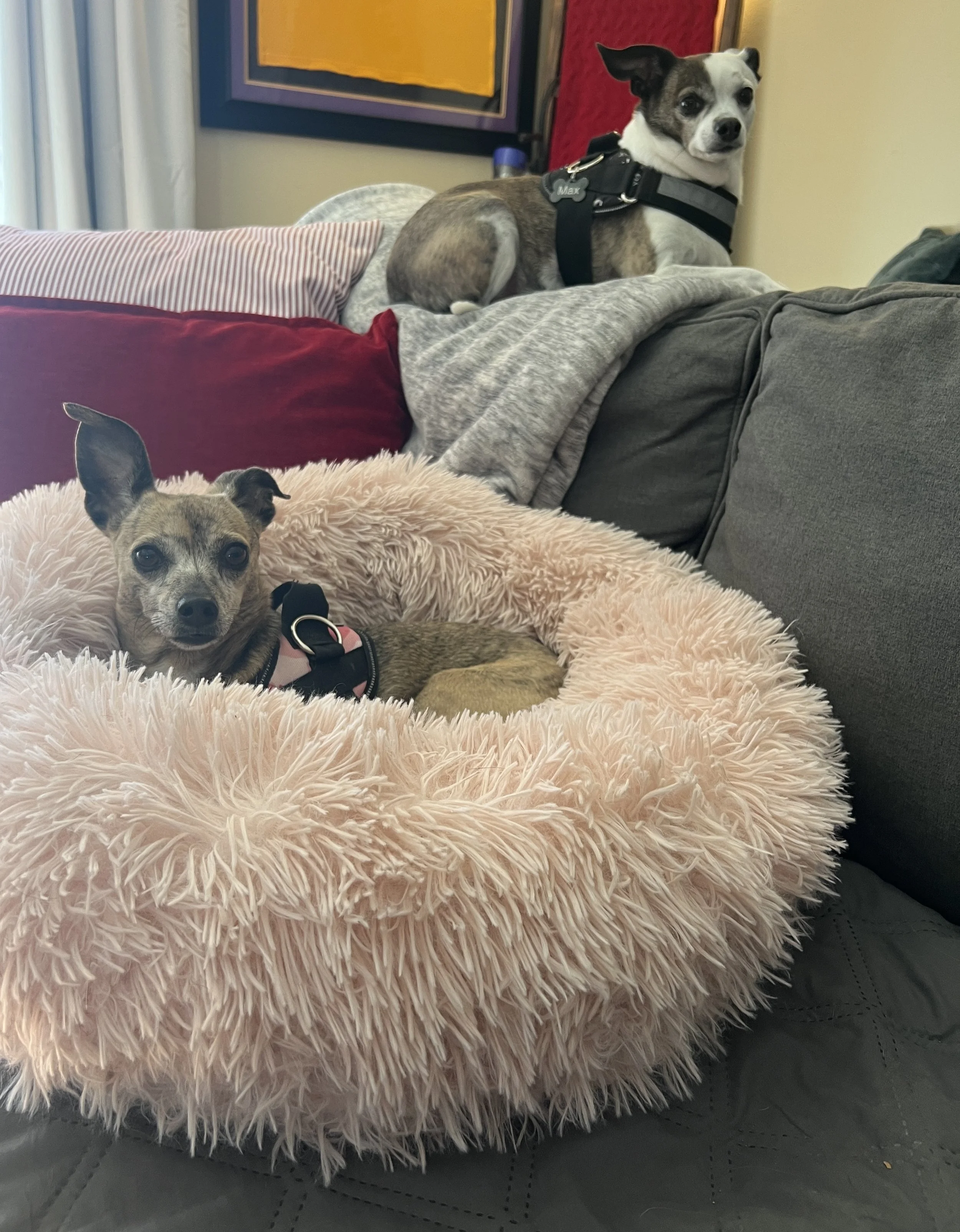 Two small dogs sitting on a couch; one in a fluffy pet bed, the other on the couch backrest.