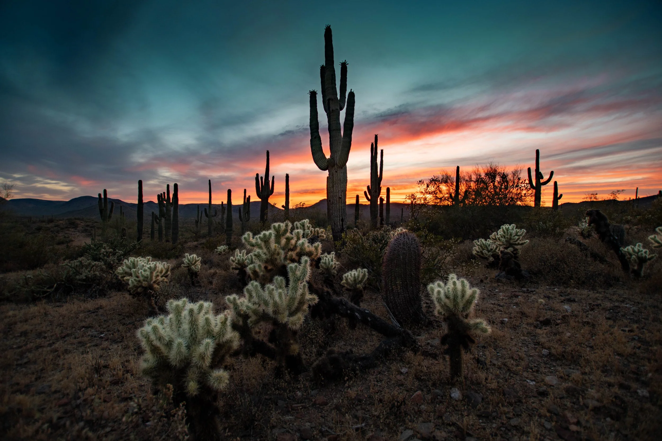  Desert Plants Sunset 