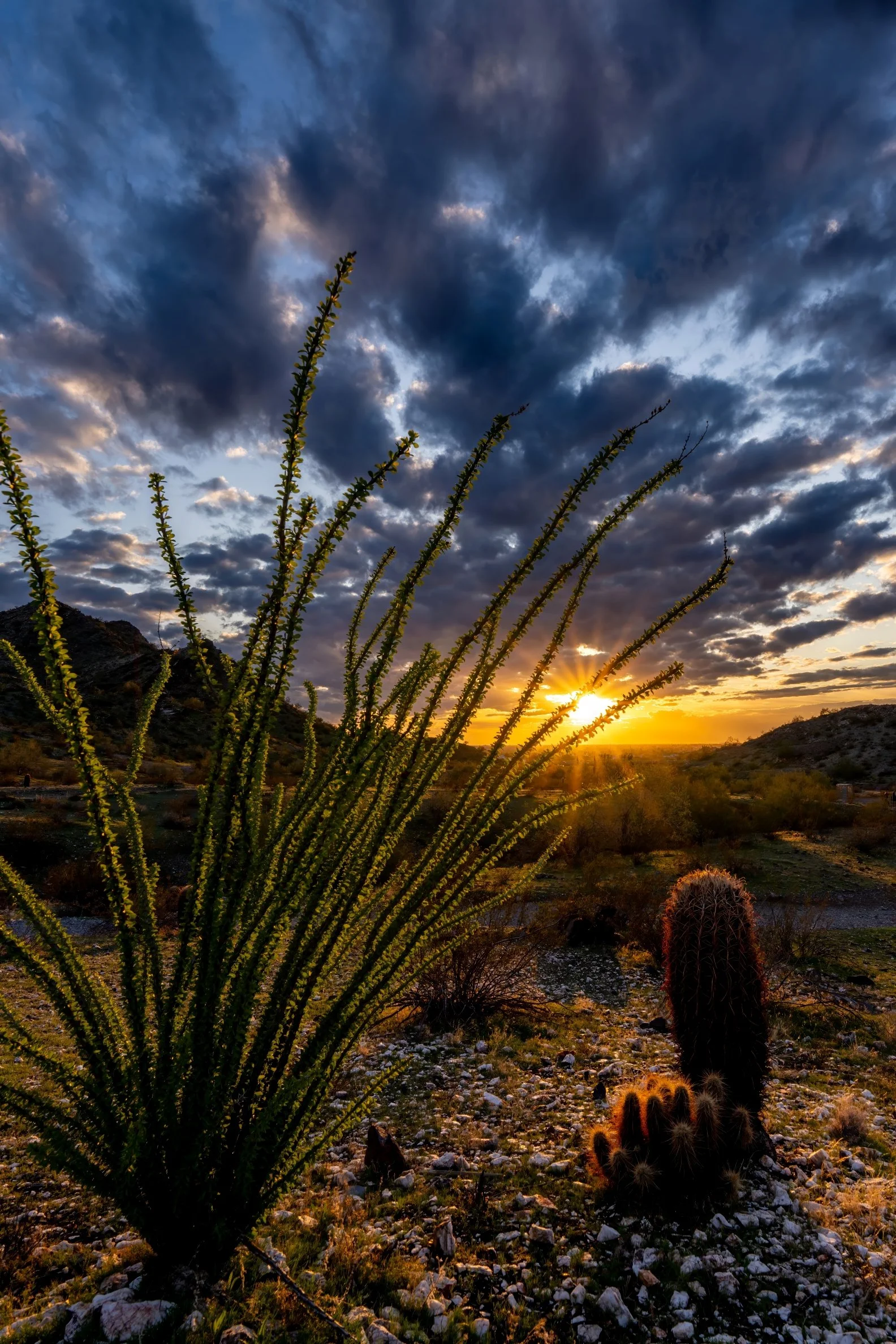  Dreamy Draw Ocotillo Sunset Portrait  