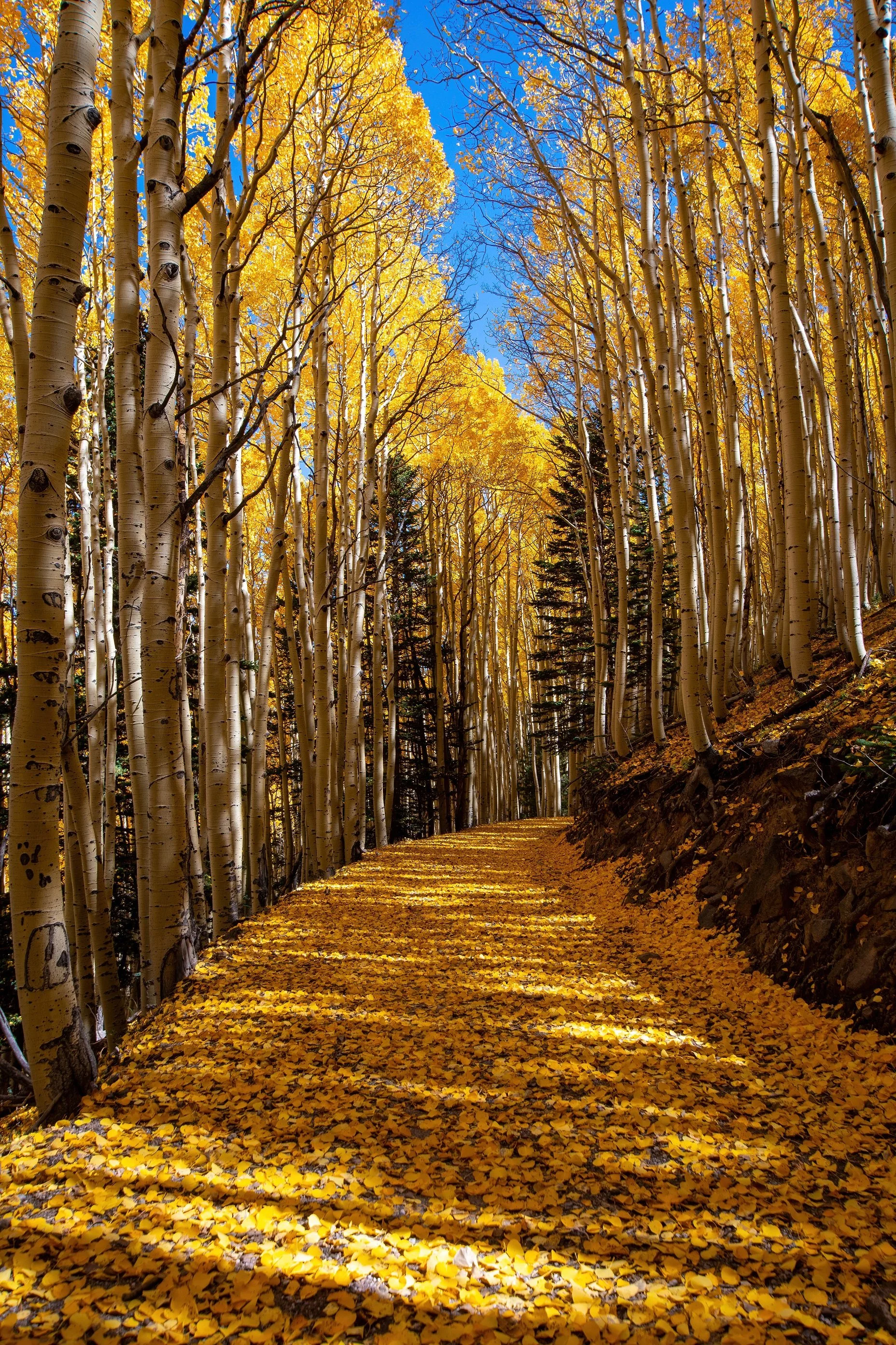  Yellow Aspen Leaf Road  