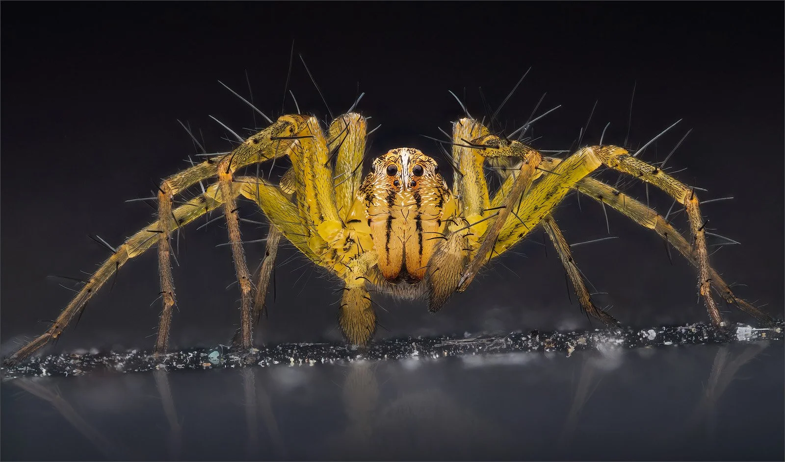Lynx Spider by Steve Mahy ©