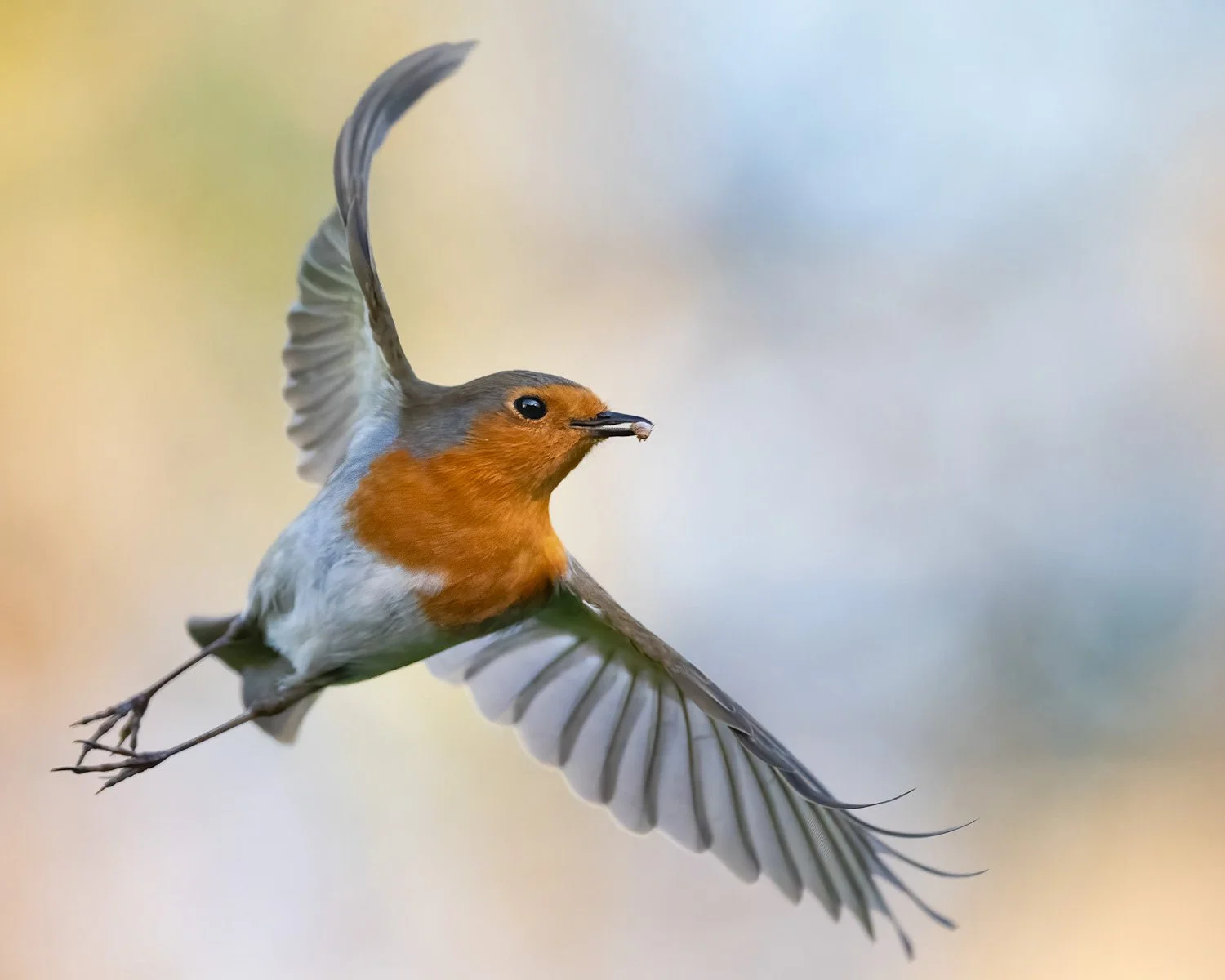 Robin by Steve Mahy ©
