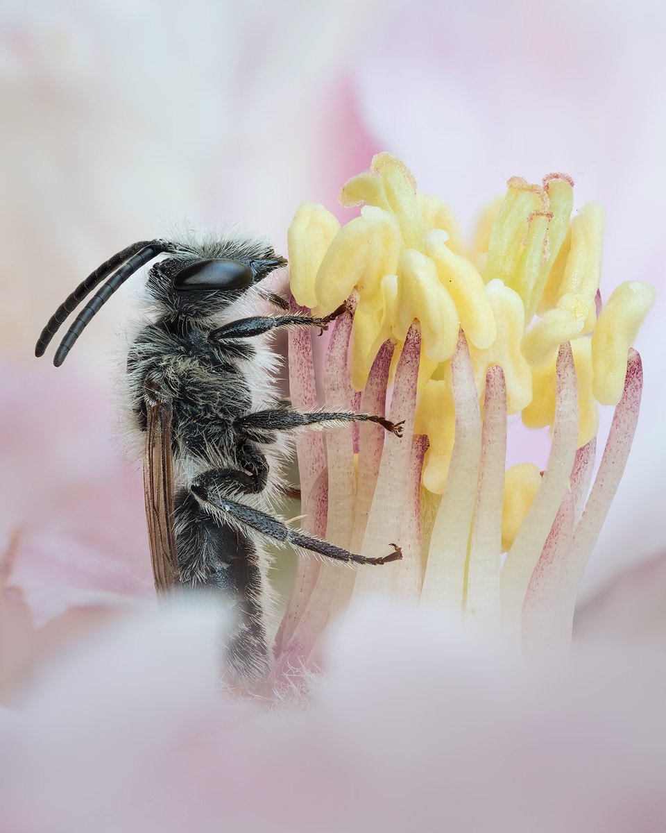 2nd - Ashy Mining Bee © Steve Mahy