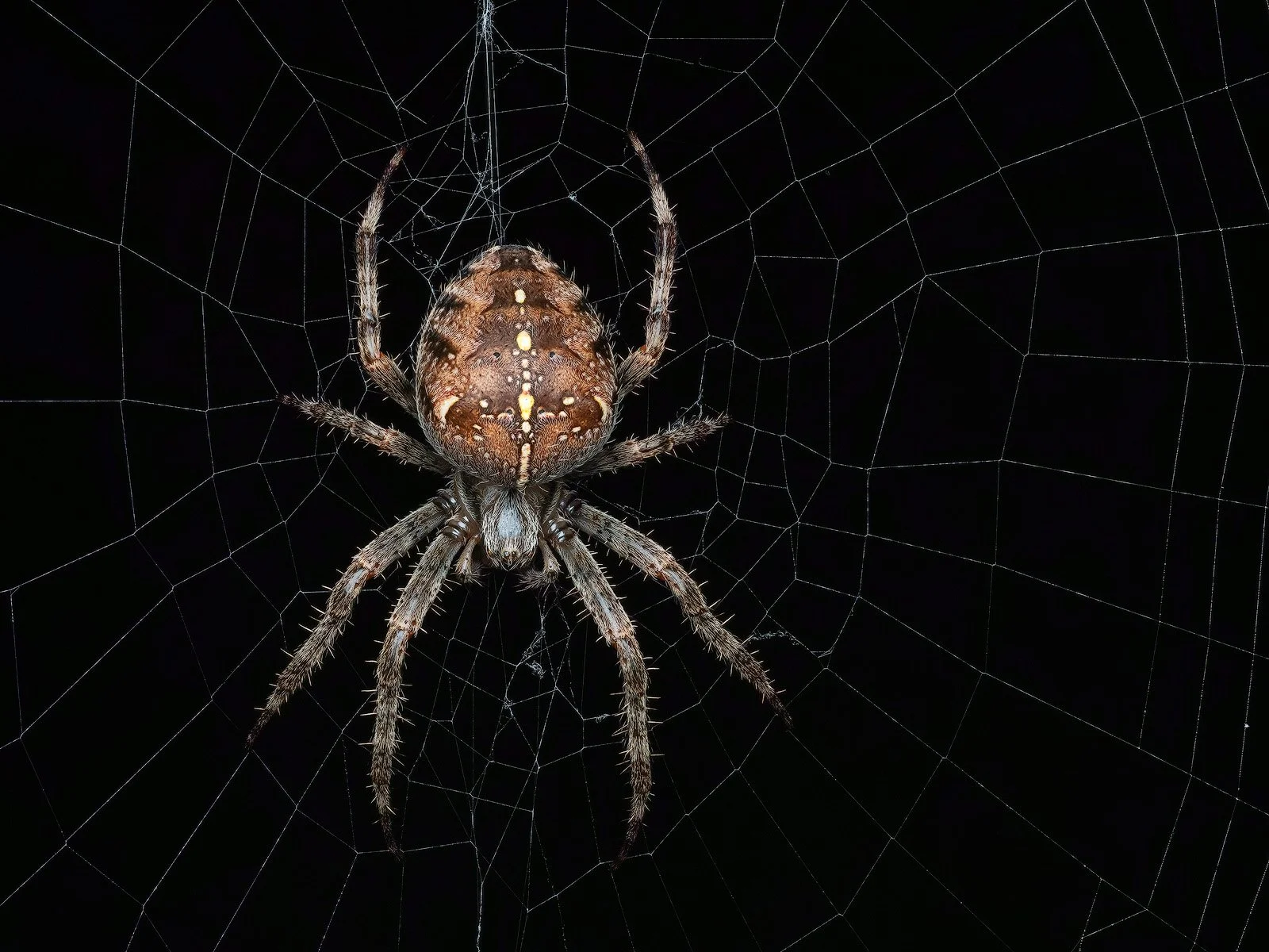 2nd - Orb Weaver © Steve Mahy