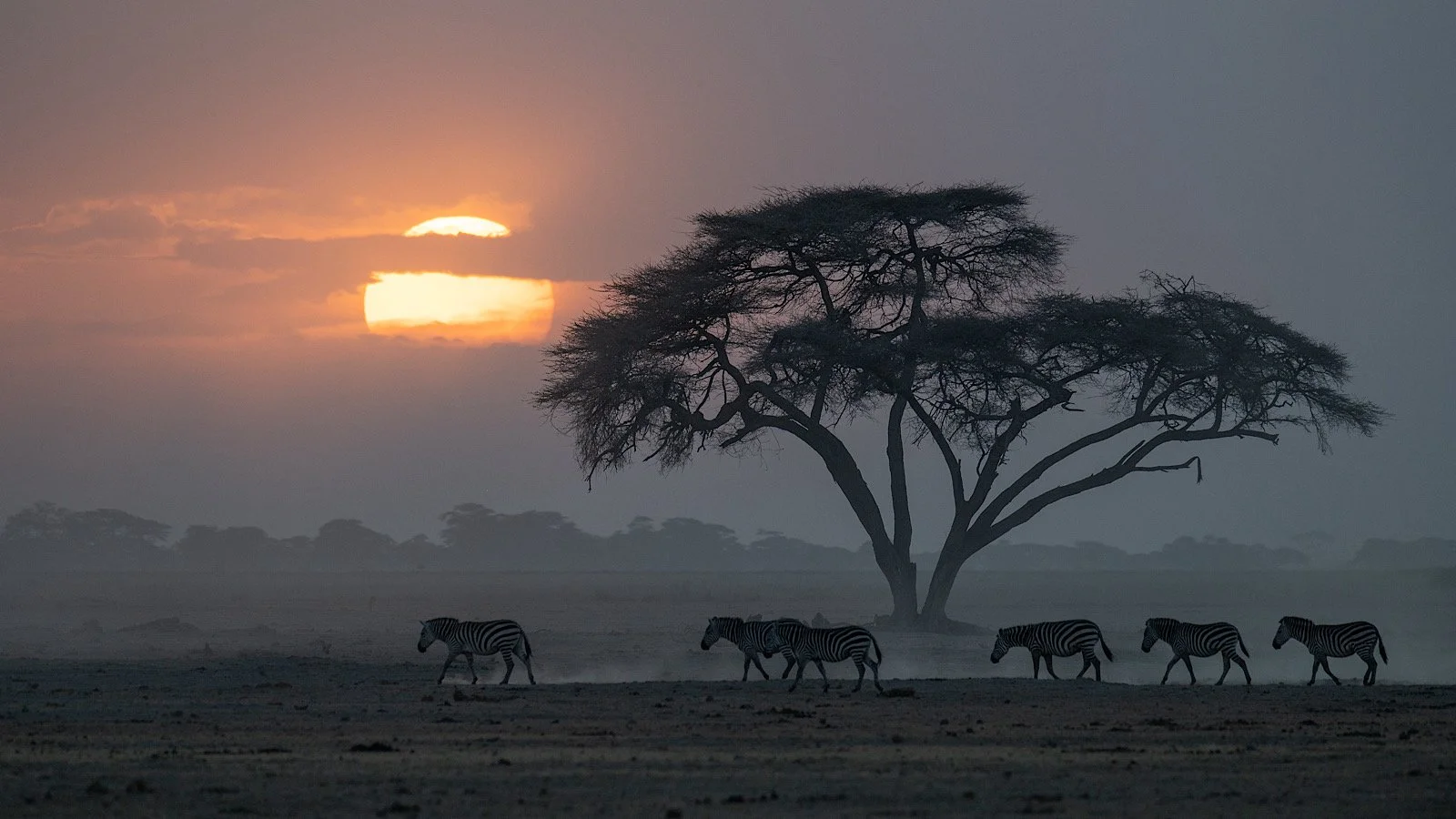 3rd - Zebra Crossing © Julie Marshman