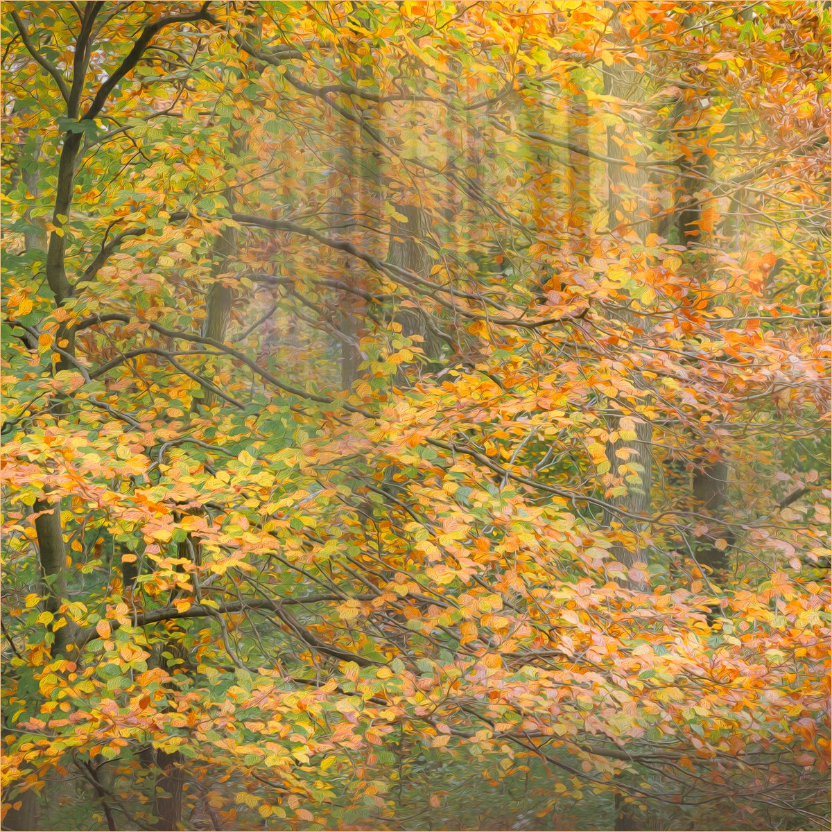2nd - Autumn wonderland by Chris Tostevin-Hall LRPS CPAGB AFIAP ©