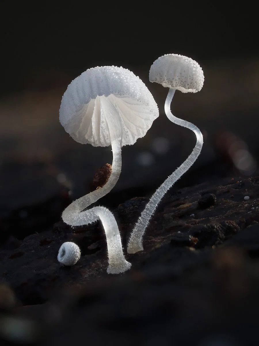 3rd= Mycena © Steve Mahy