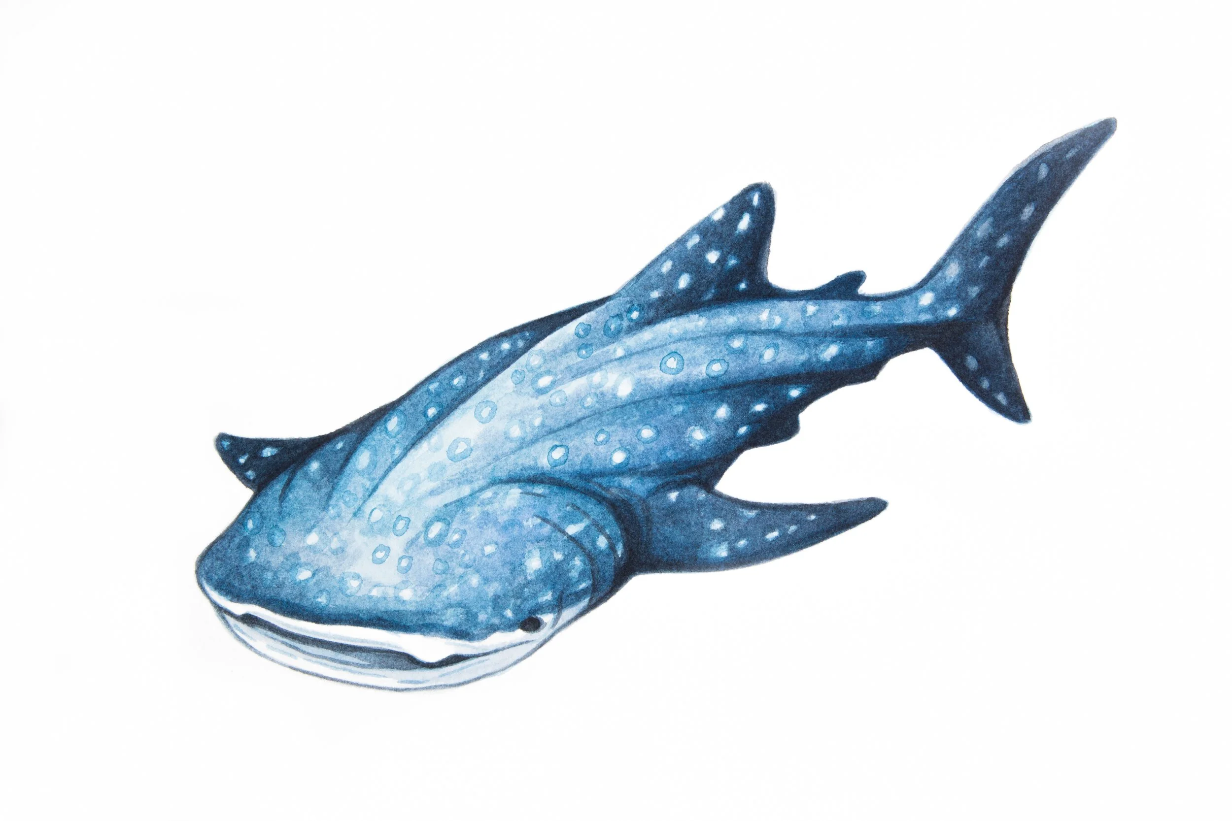 Whale Shark