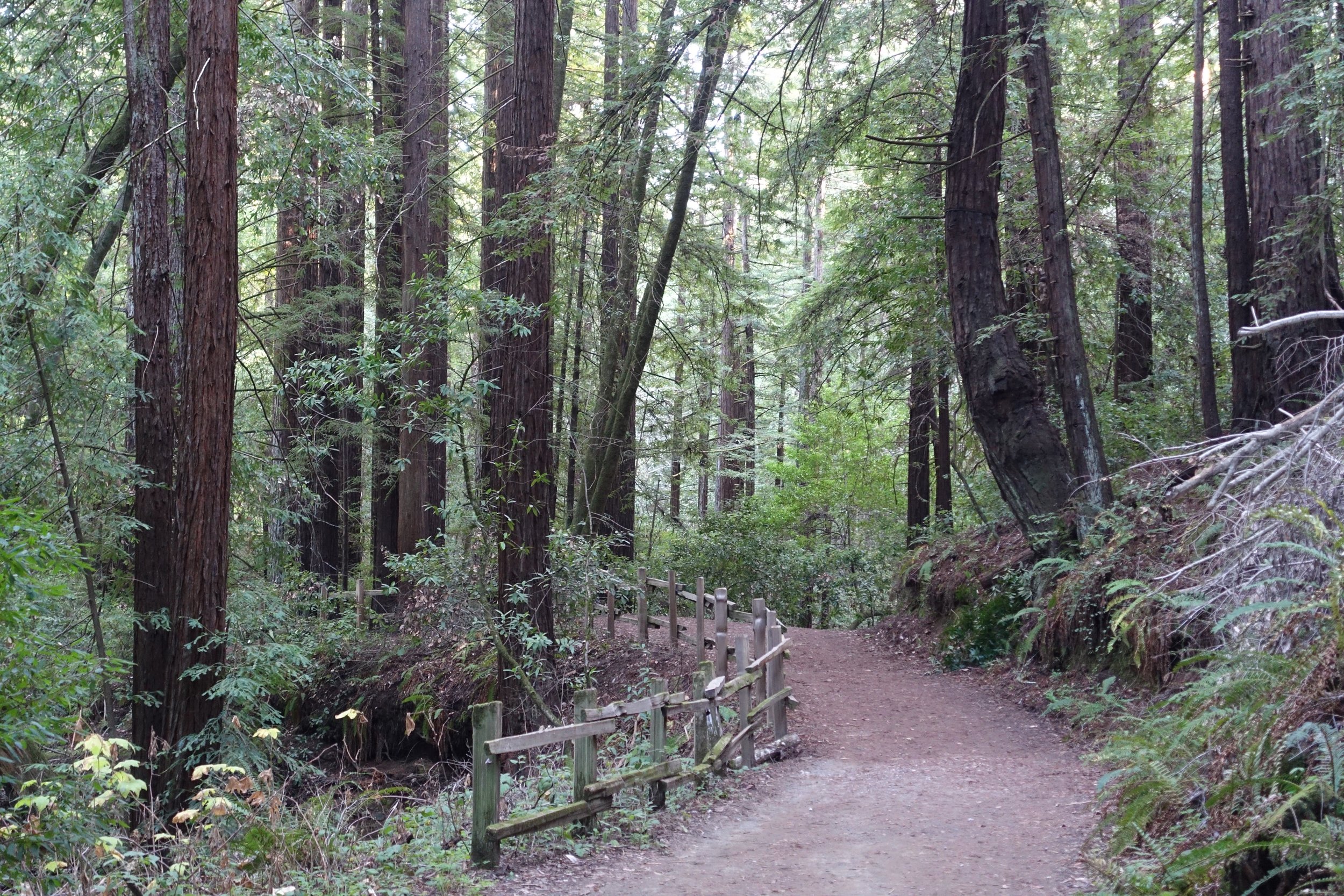 Forest Bathing & Gentle Movement Reset
