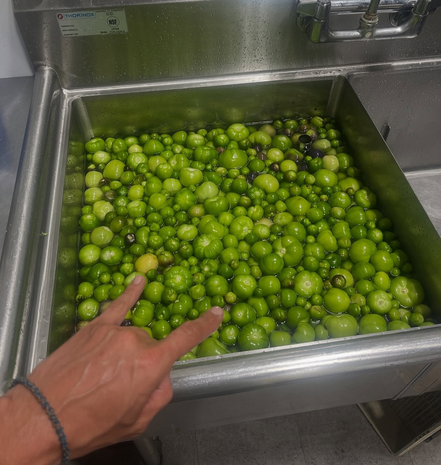 @okherbpatch Tomatillos just got roasted off and started fermenting 💚
#fermented Salsa Verde.  Coming soon&hellip;
.
#brutal #condiments #fermentation #supportlocal #tomatillo #farmer #roasted #flavourtown #salsa #salsaverde