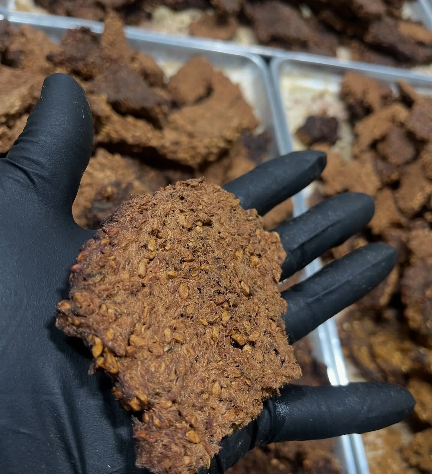 This is the pressed, dehydrated mash from my #fermented #okanagan rosehip pur&eacute;e. I grind the dry mash into a powder, make a slurry, and fold it back into the pressed rosehip juice. I try to use every part of an ingredient &mdash; each element 