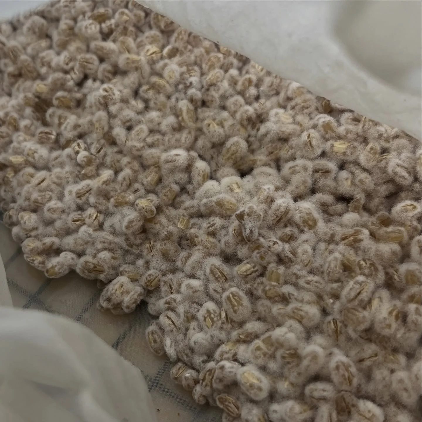 Another successful batch of barley koji just finished tonight in the lab!  This is probably my best batch yet and I think I caught it right at the peak of its enzymatic activity 🤘🏼. It has a flavour similar to candied green apple 🍏. If I let it gr