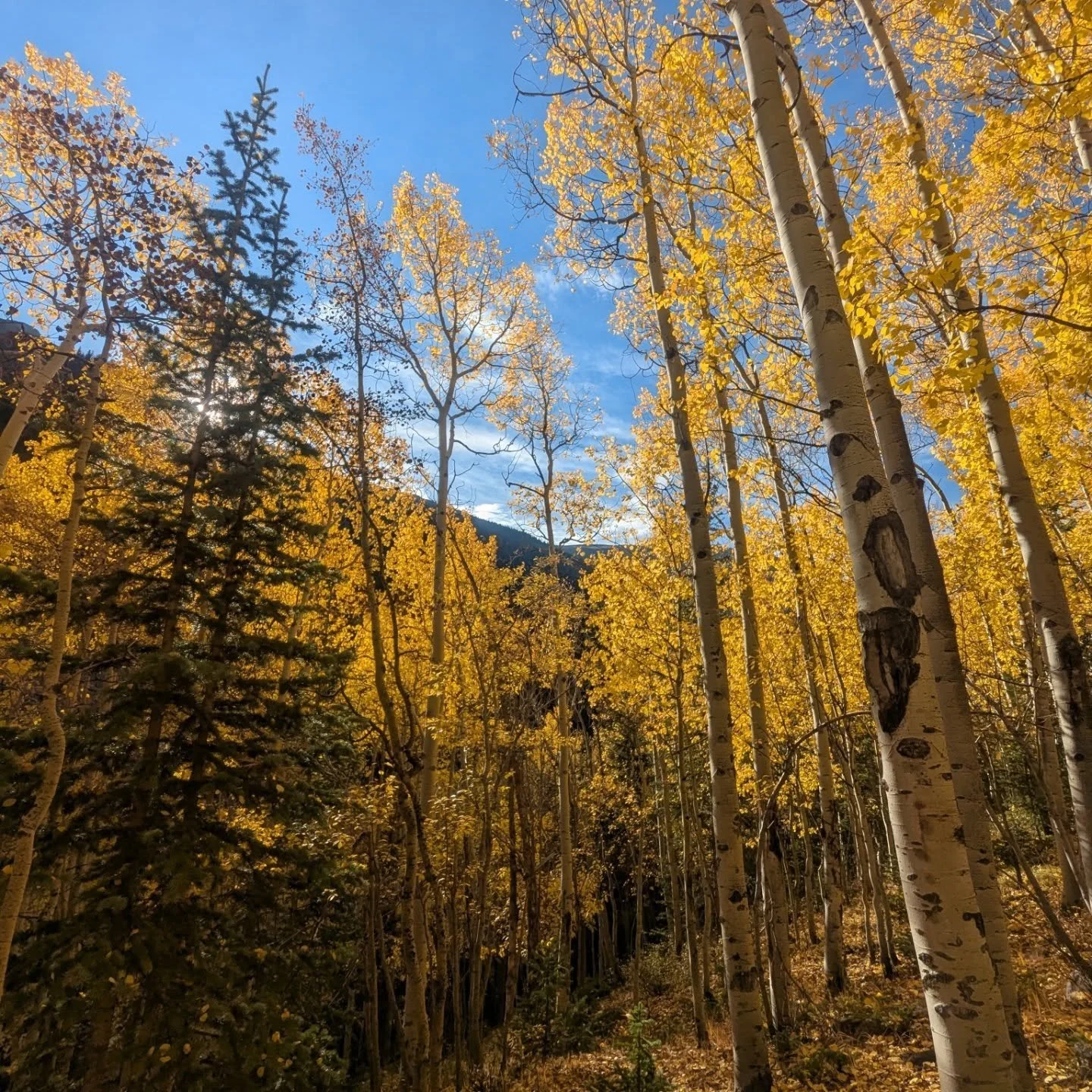 Our camera roll because we are lucky enough to live in #fallorado 🍂🧡

#visitdenver #bestdenverstay