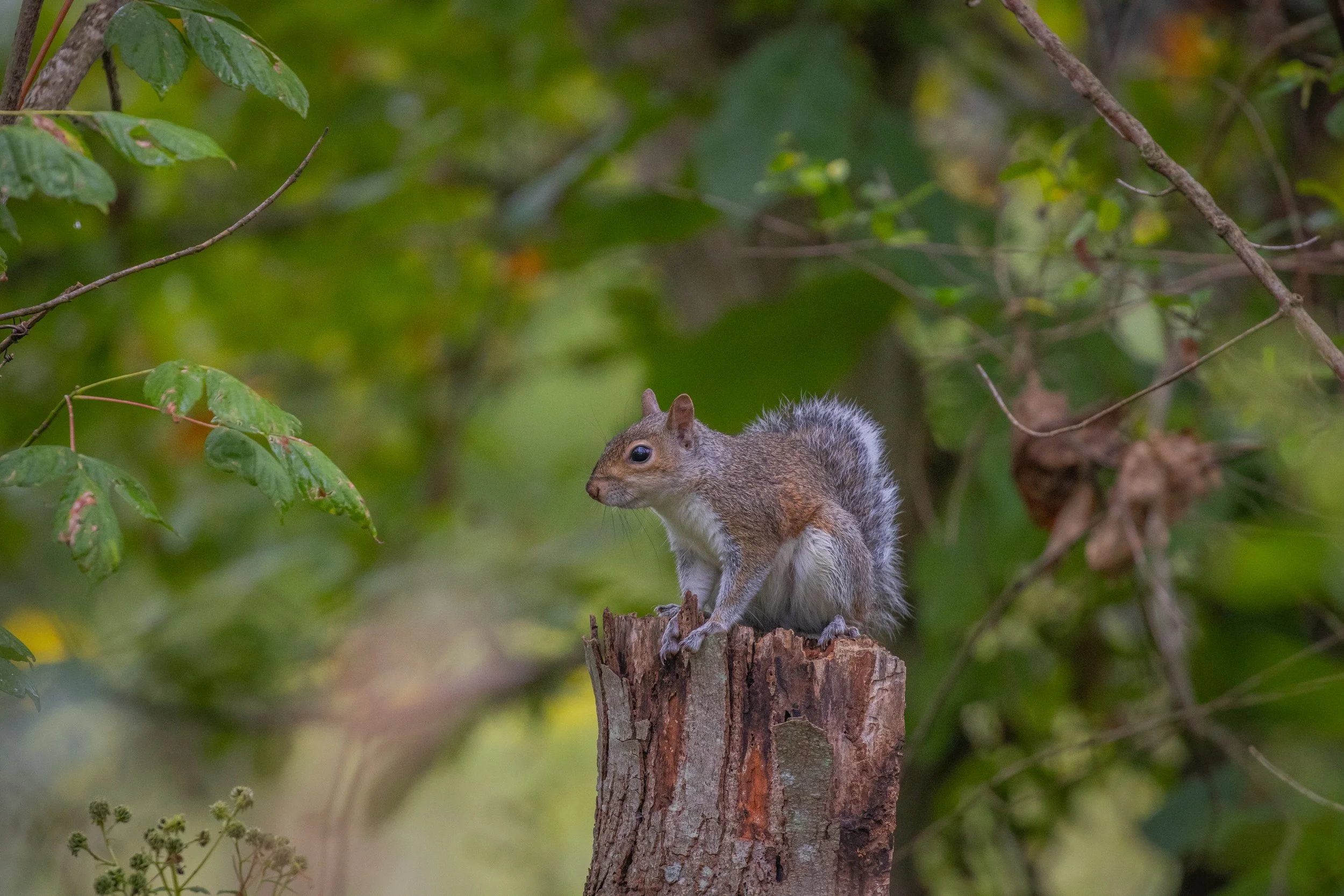 squirrel gray.jpg
