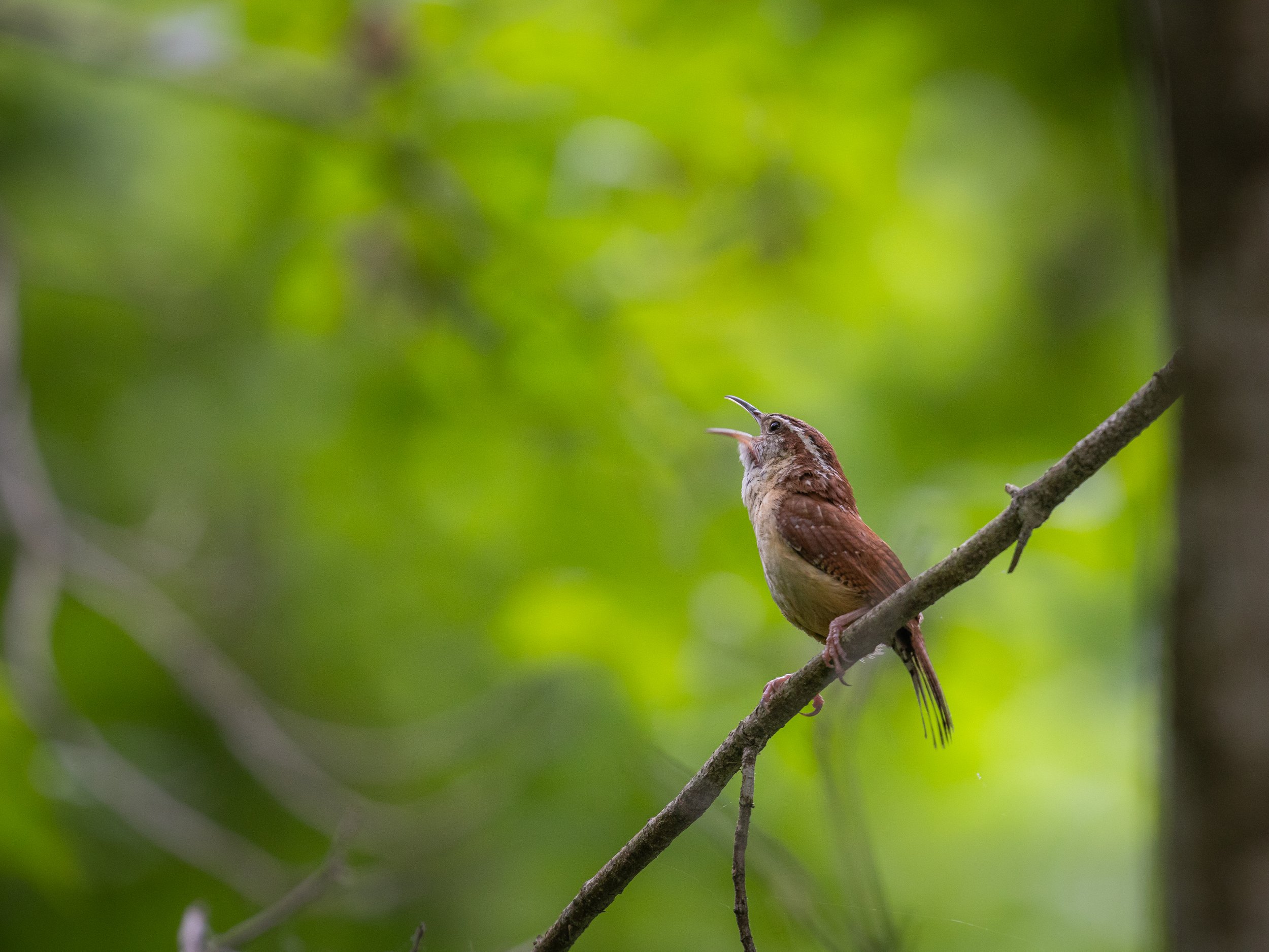 Carolina Wren.jpg