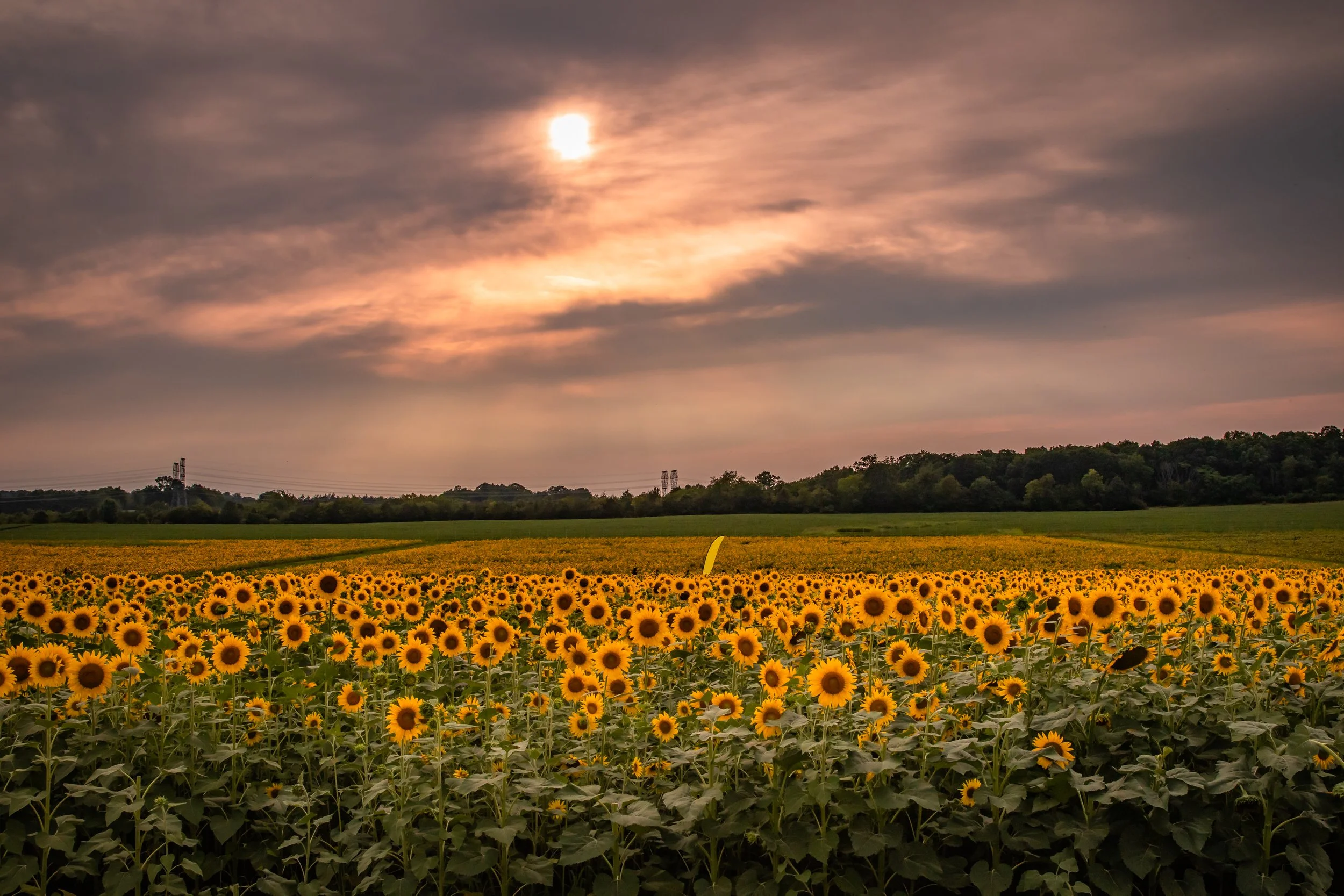 sunflower field.jpg