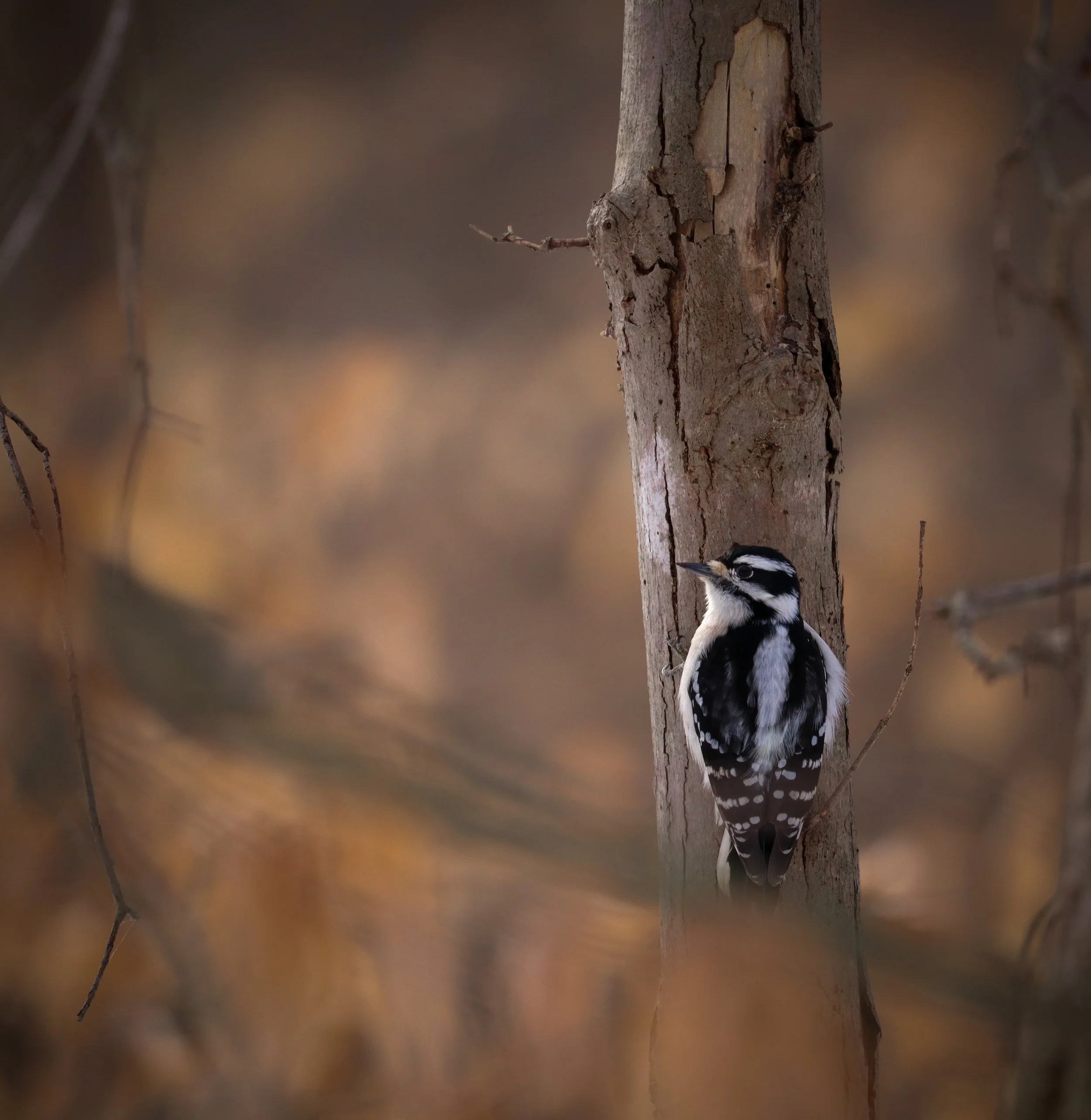 look up its a bird its a plane no its my lord and savior.jpg