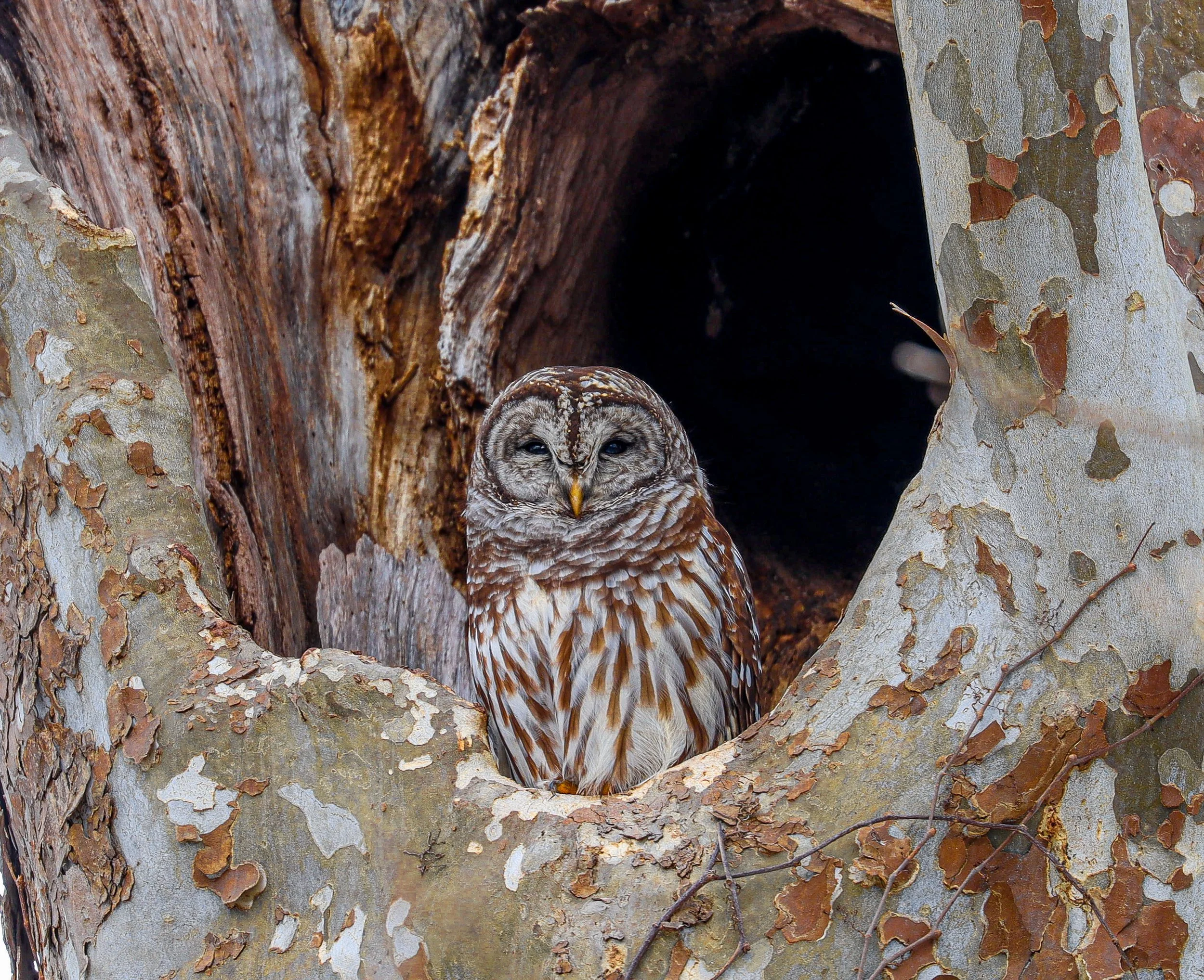 starring contest gooo.jpg