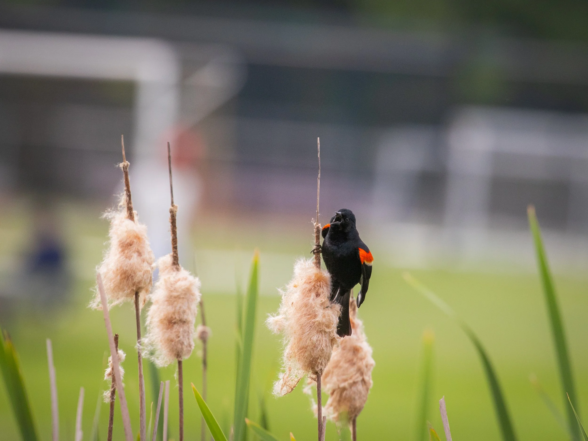 red winged bird perched on stick.jpg
