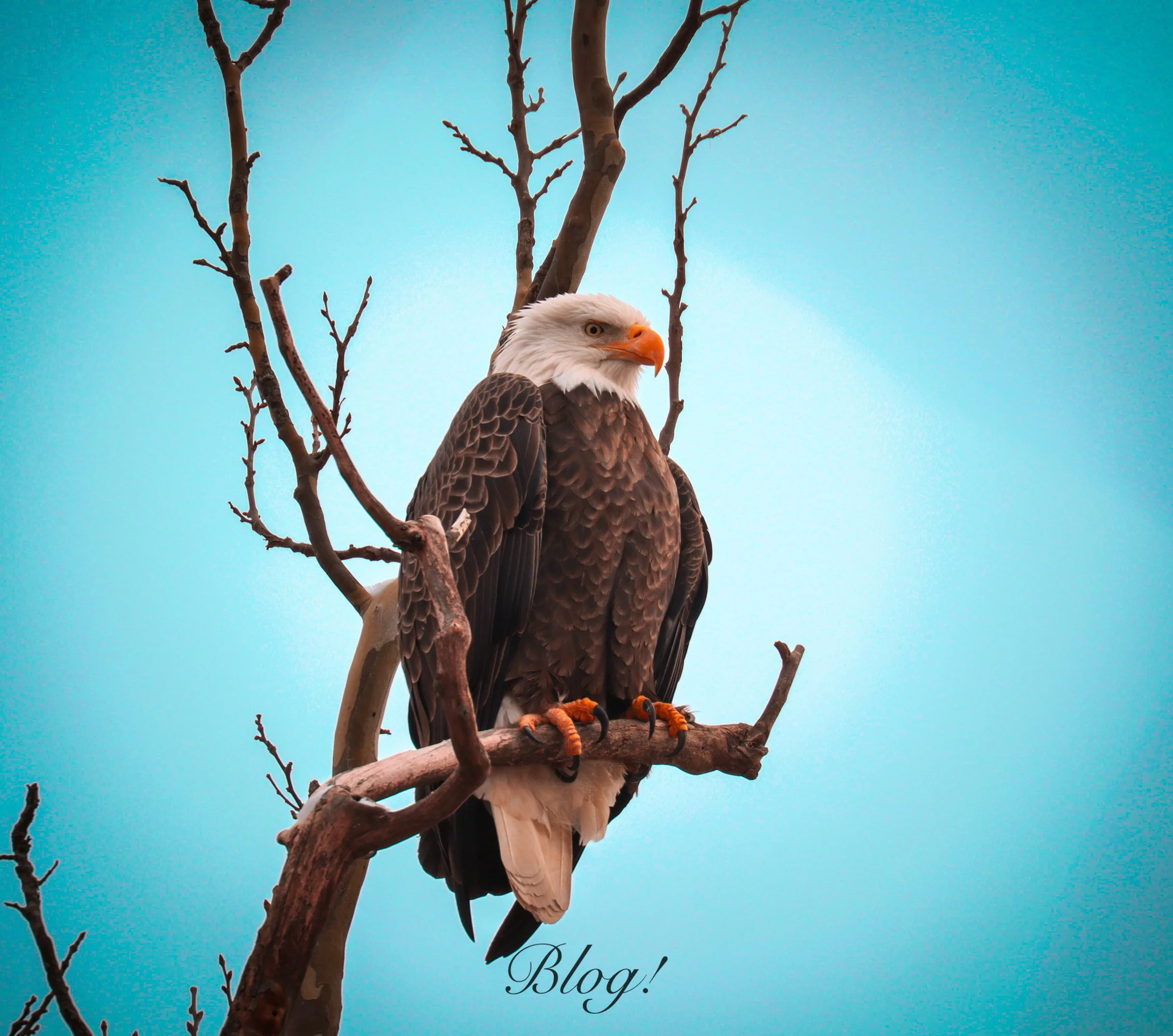 "Wings of Liberty: The Bald Eagle"