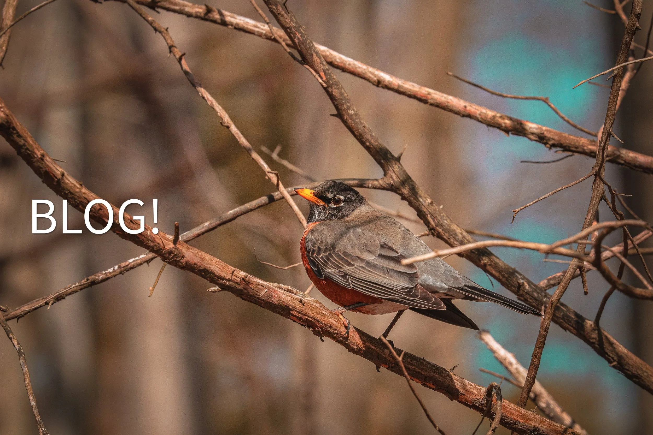 Chirps of Spring: Understanding the Behavior of American Robins! 