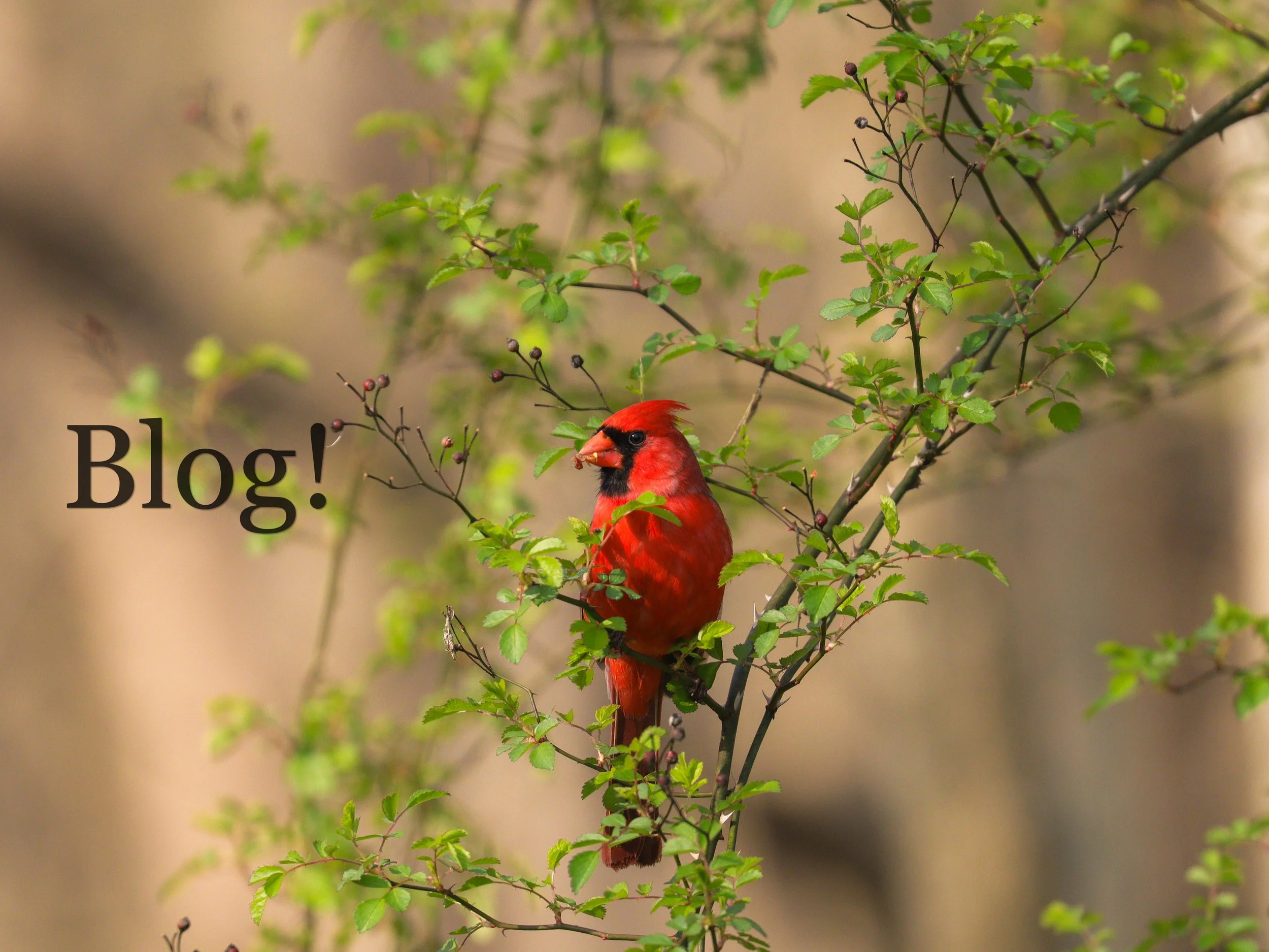 Crimson Elegance: Unraveling the Mystique of the Northern Cardinal