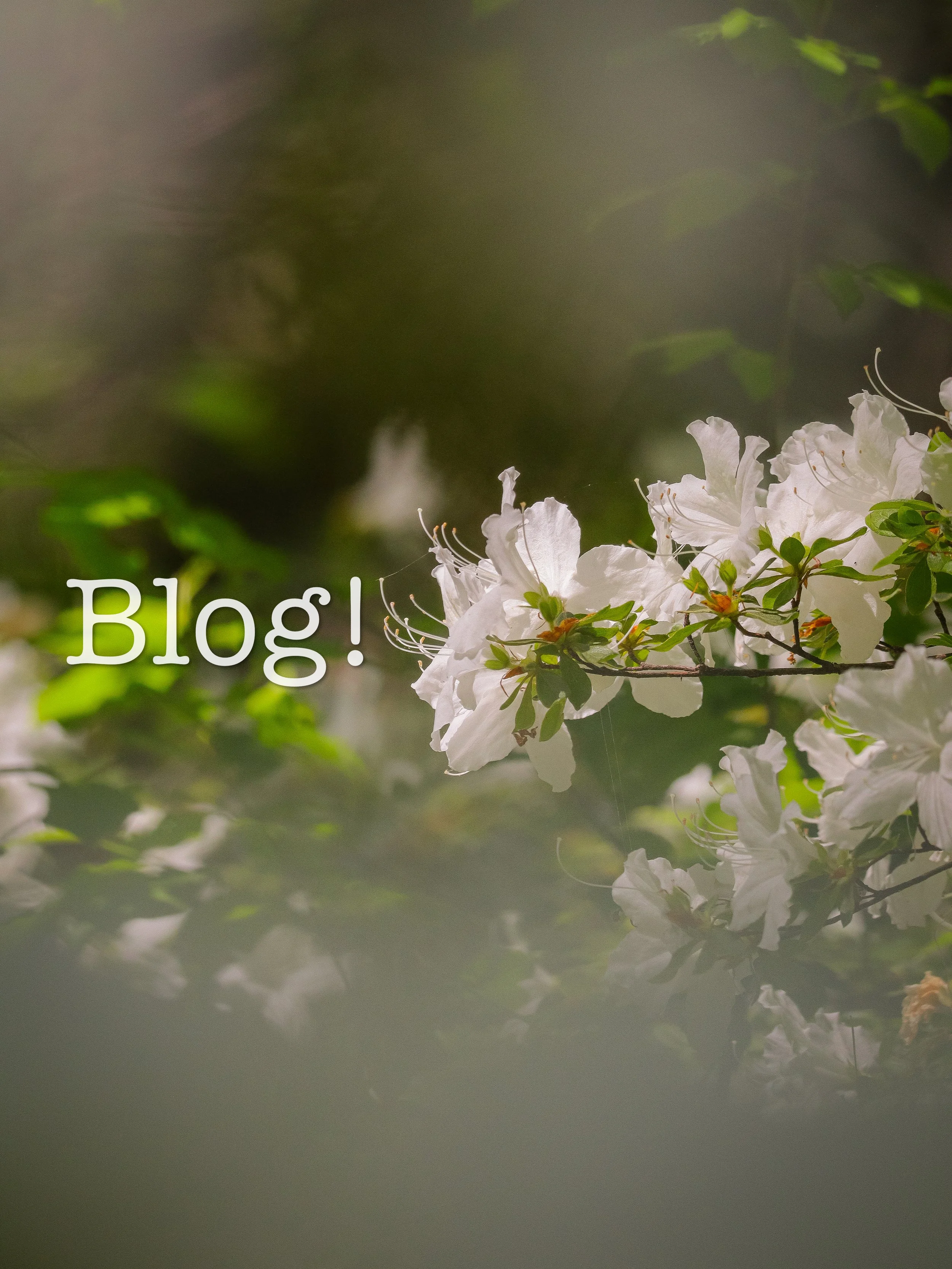 The American Dream Pt. 1