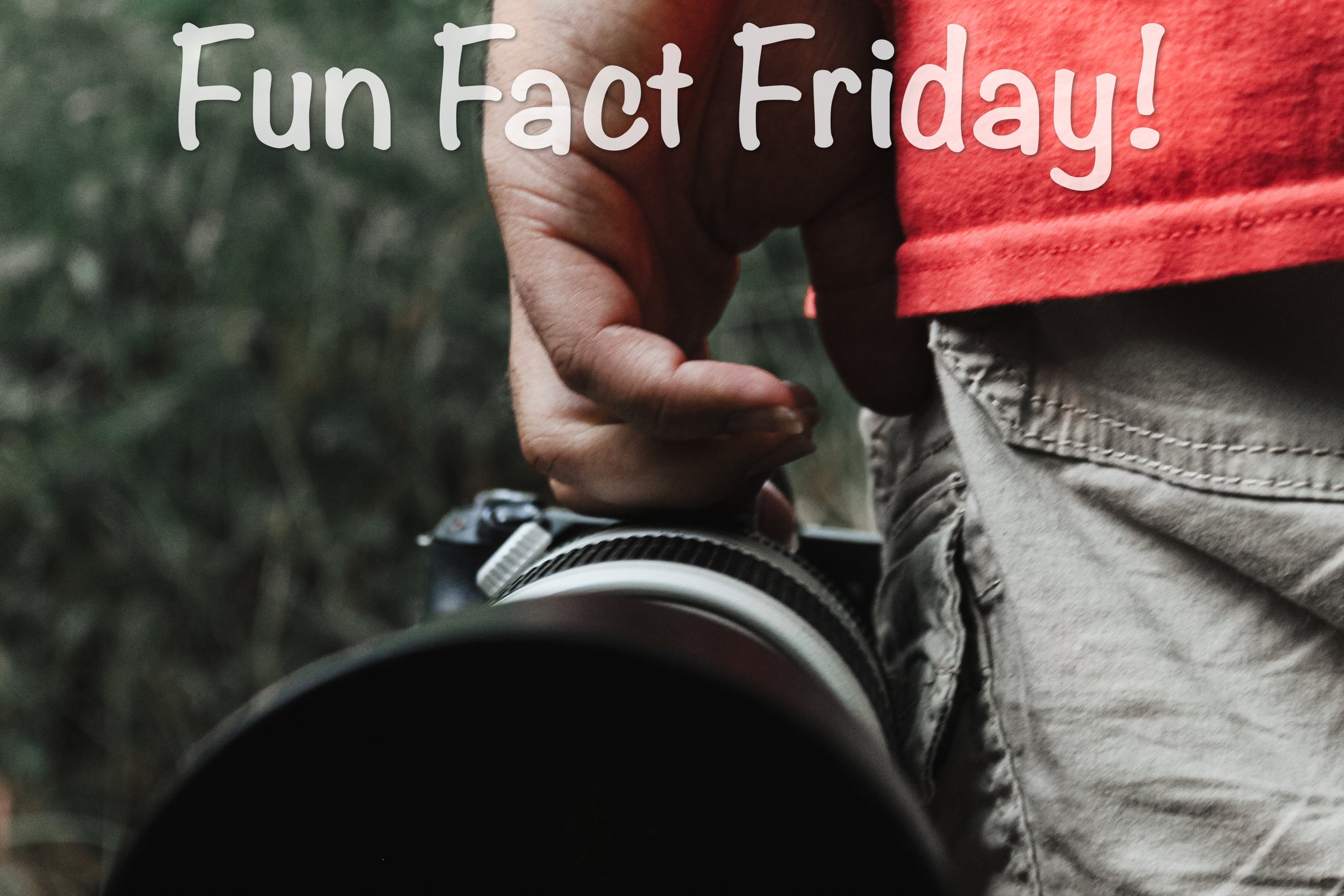 Canon M50 Mark II Review: A Comprehensive Look at Features, Performance, and Value