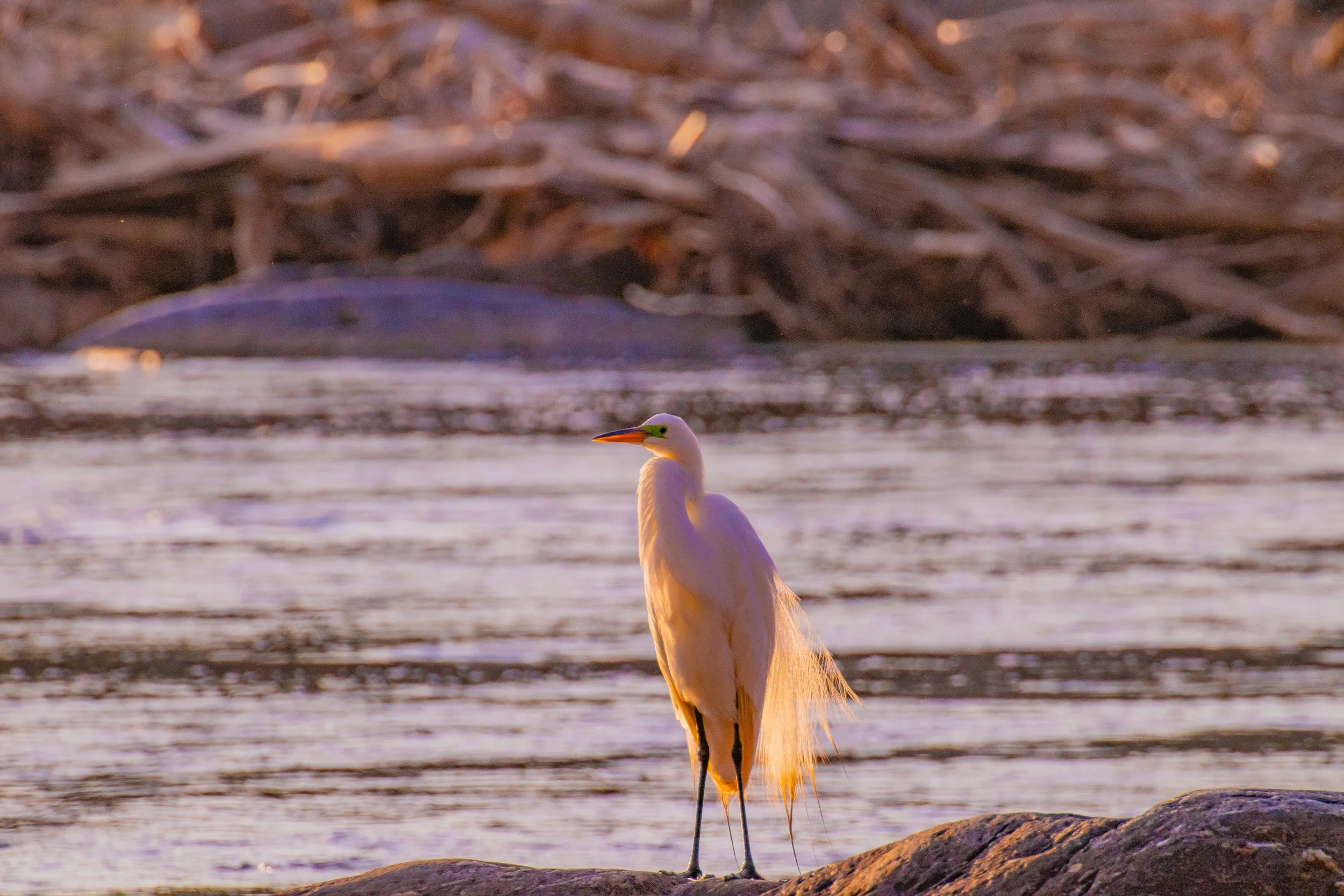 great egret.jpg