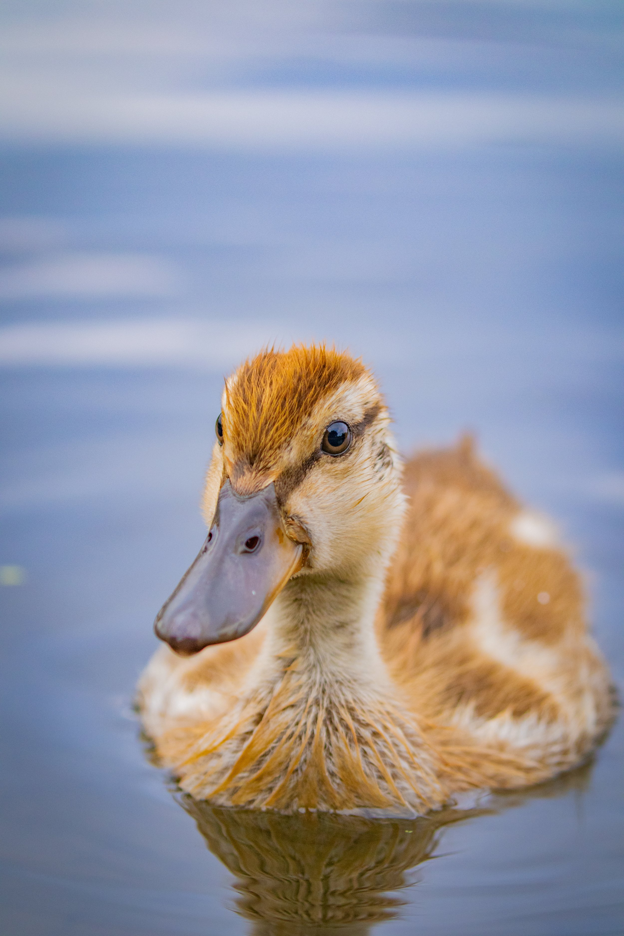 just following mom.jpg