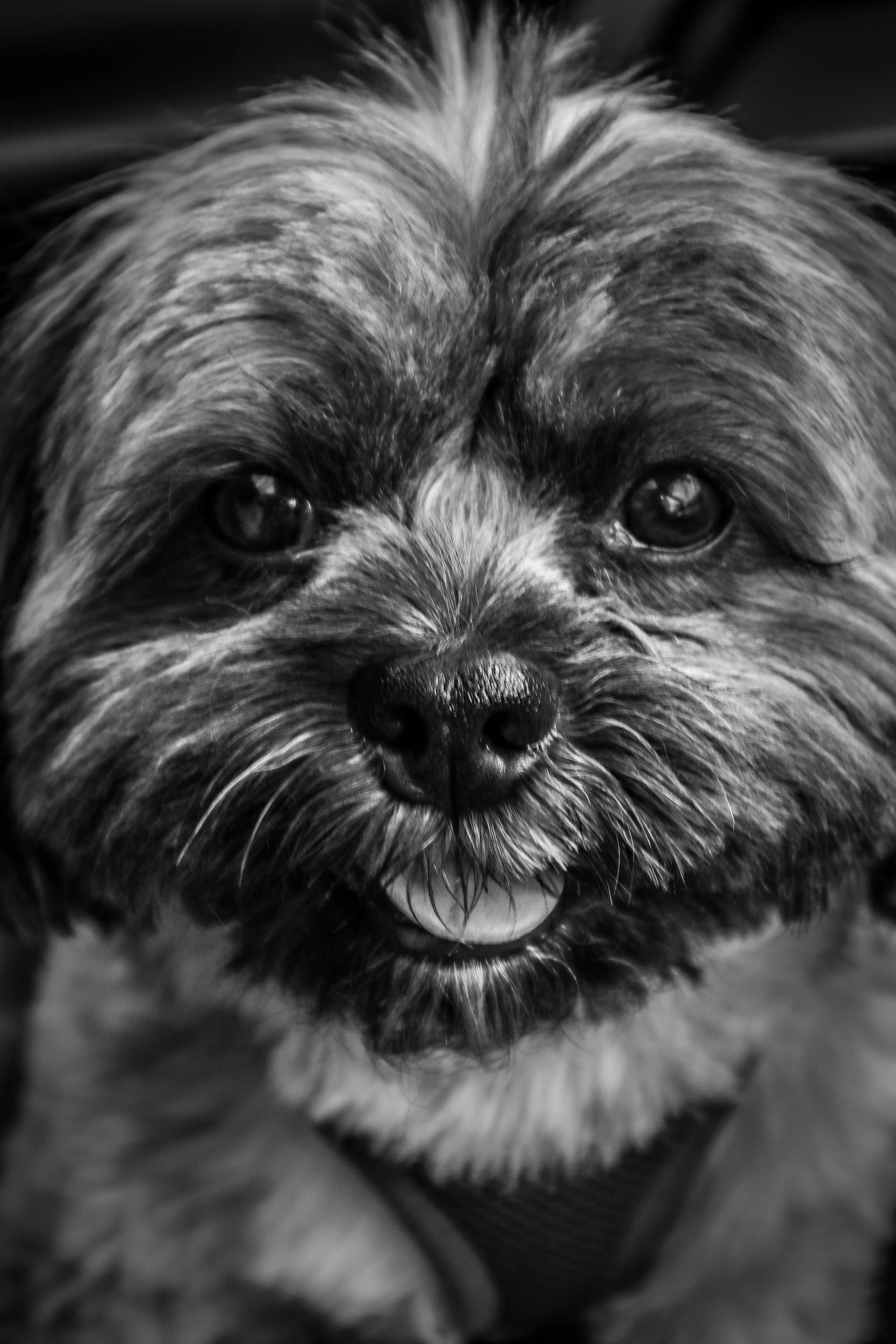 tongue and stare.jpg