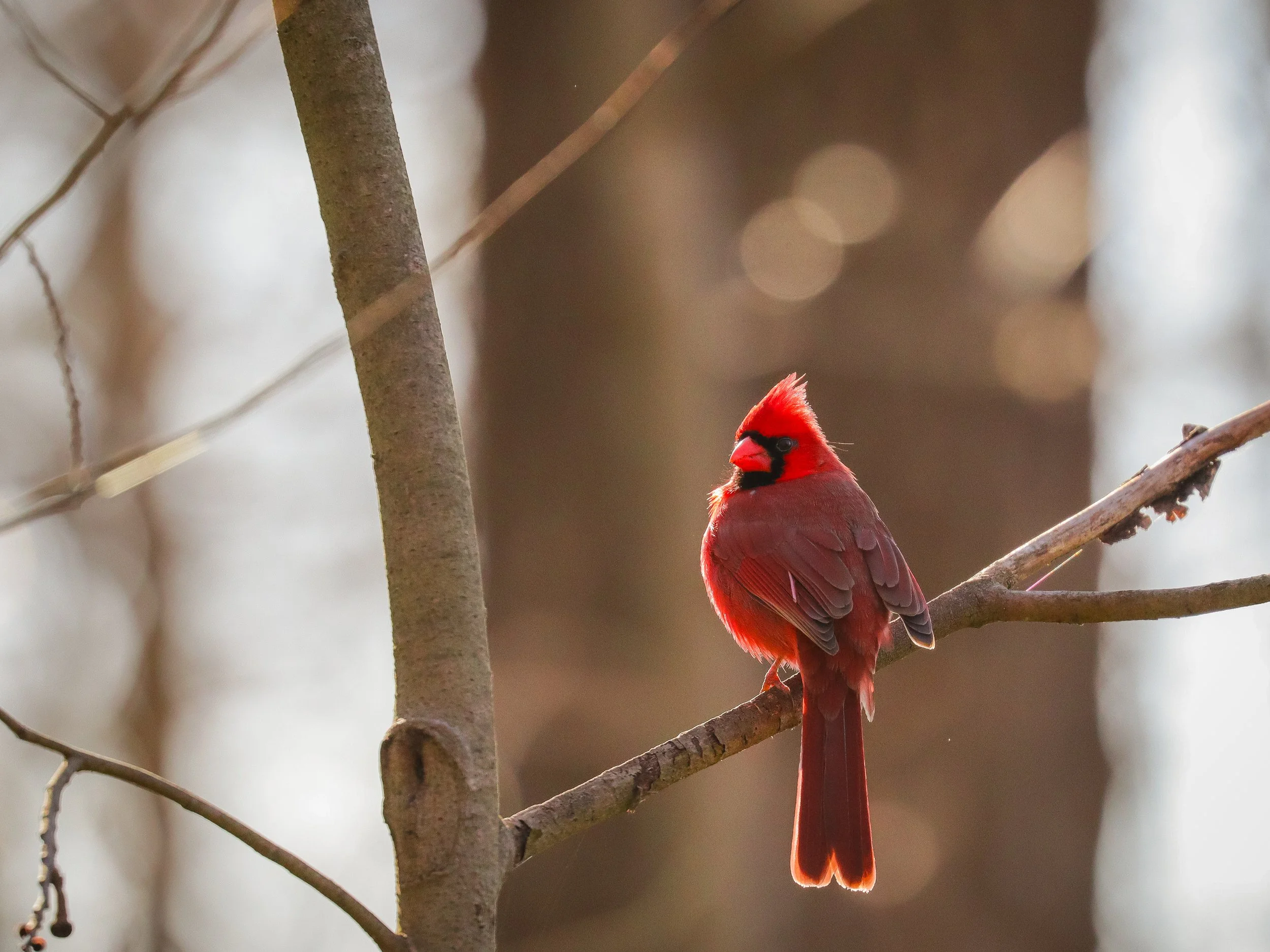 cardinal looky looky.jpg
