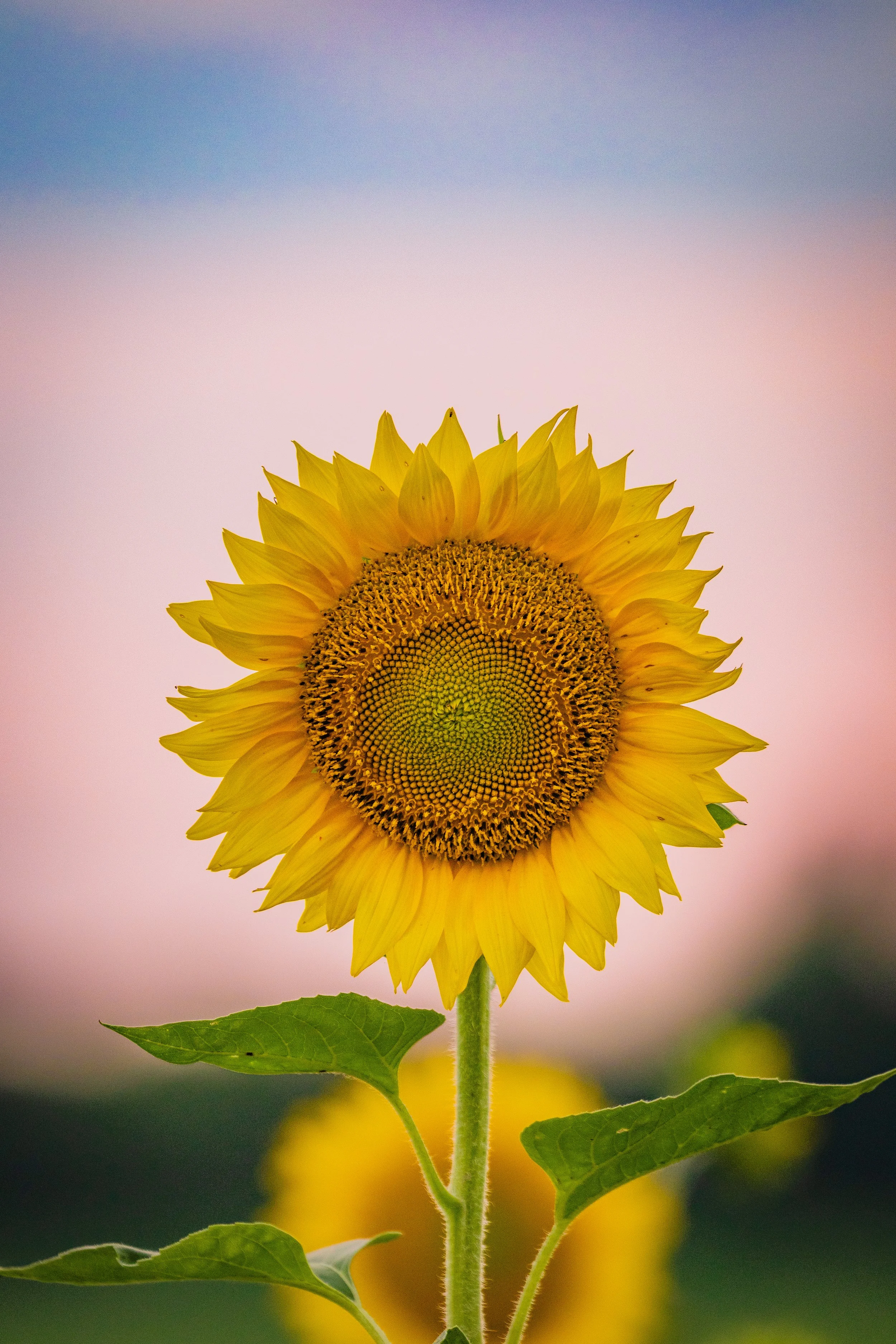 sunflower-3.jpg