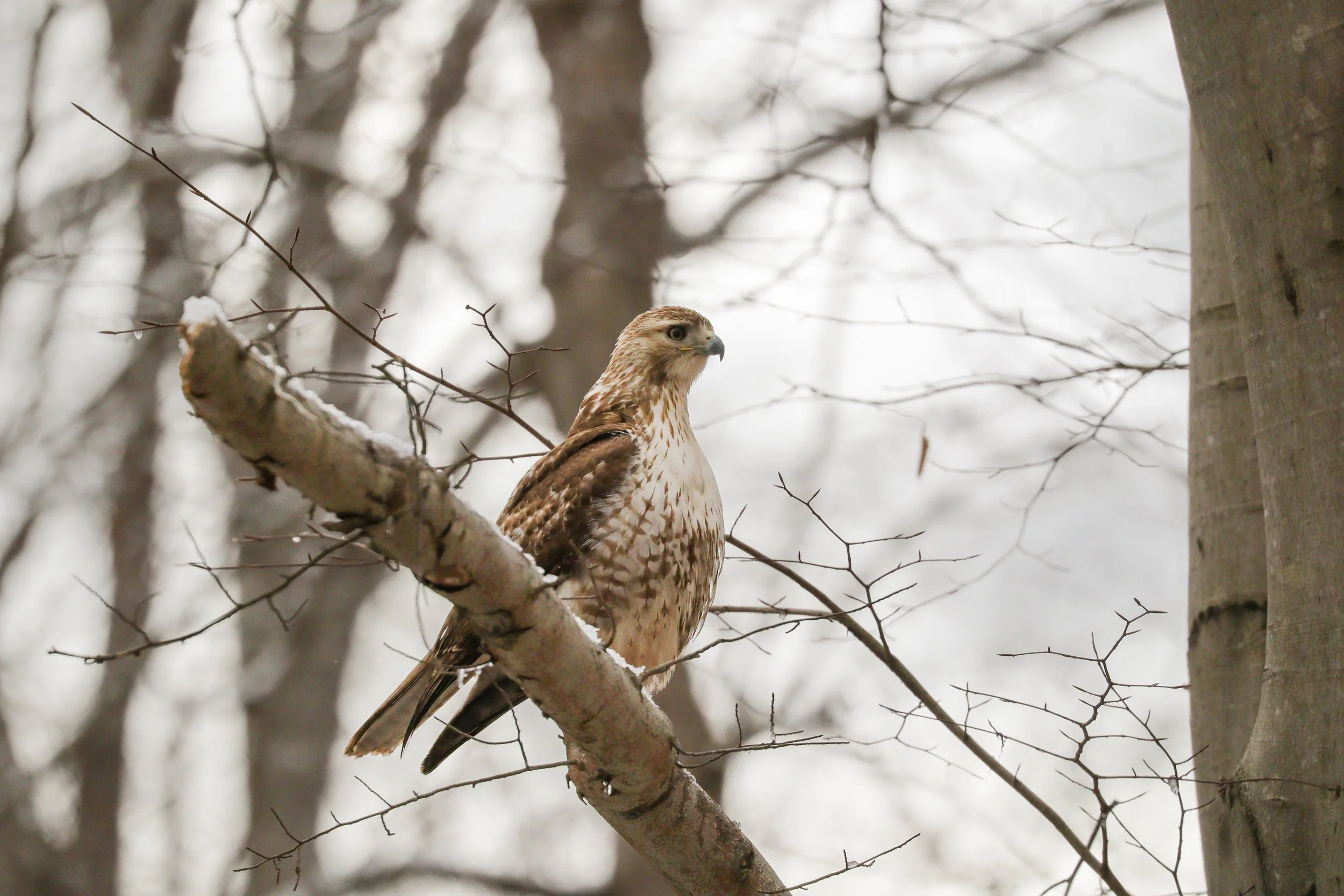 easy breazy cover girl.jpg