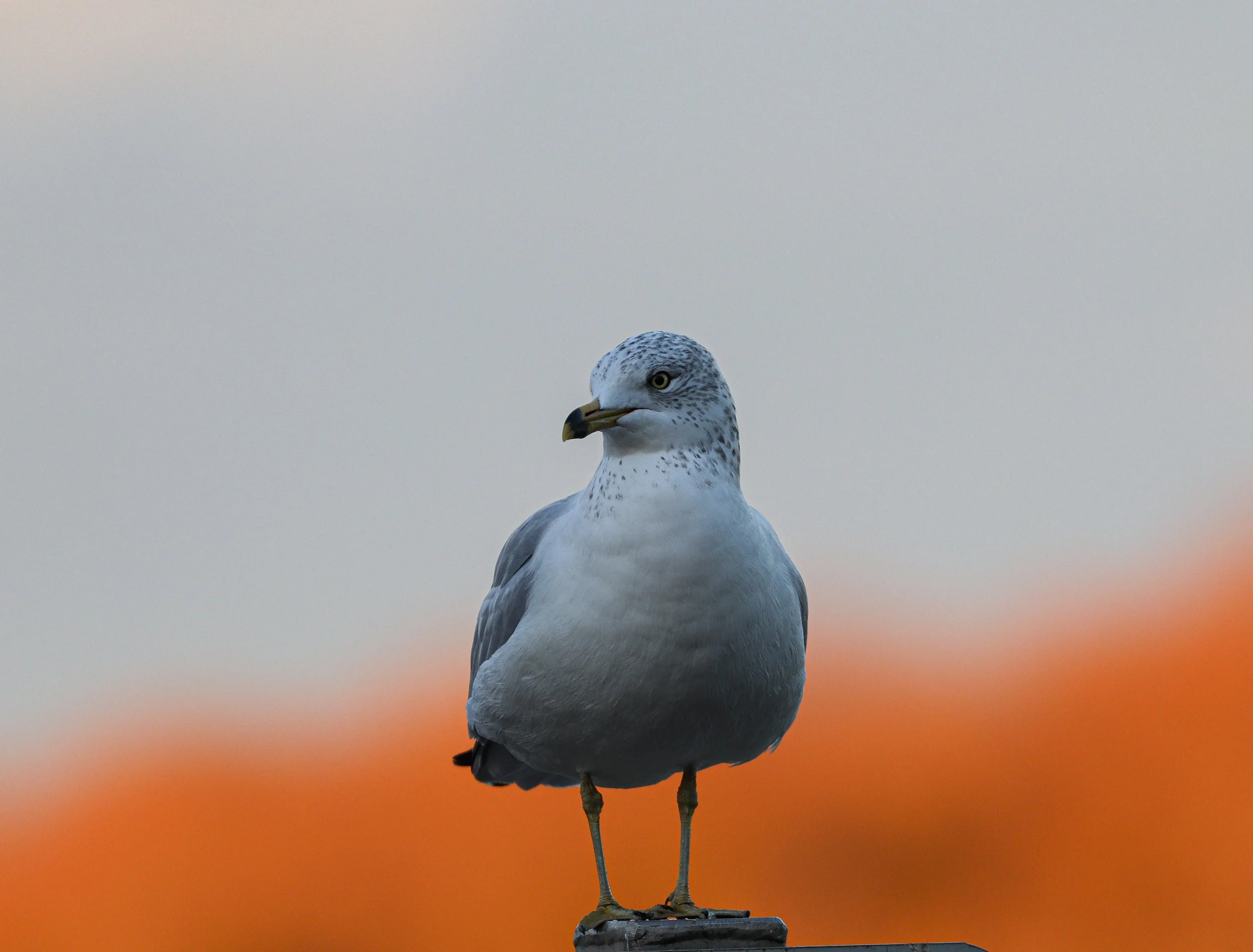 yo its that potato salad.jpg