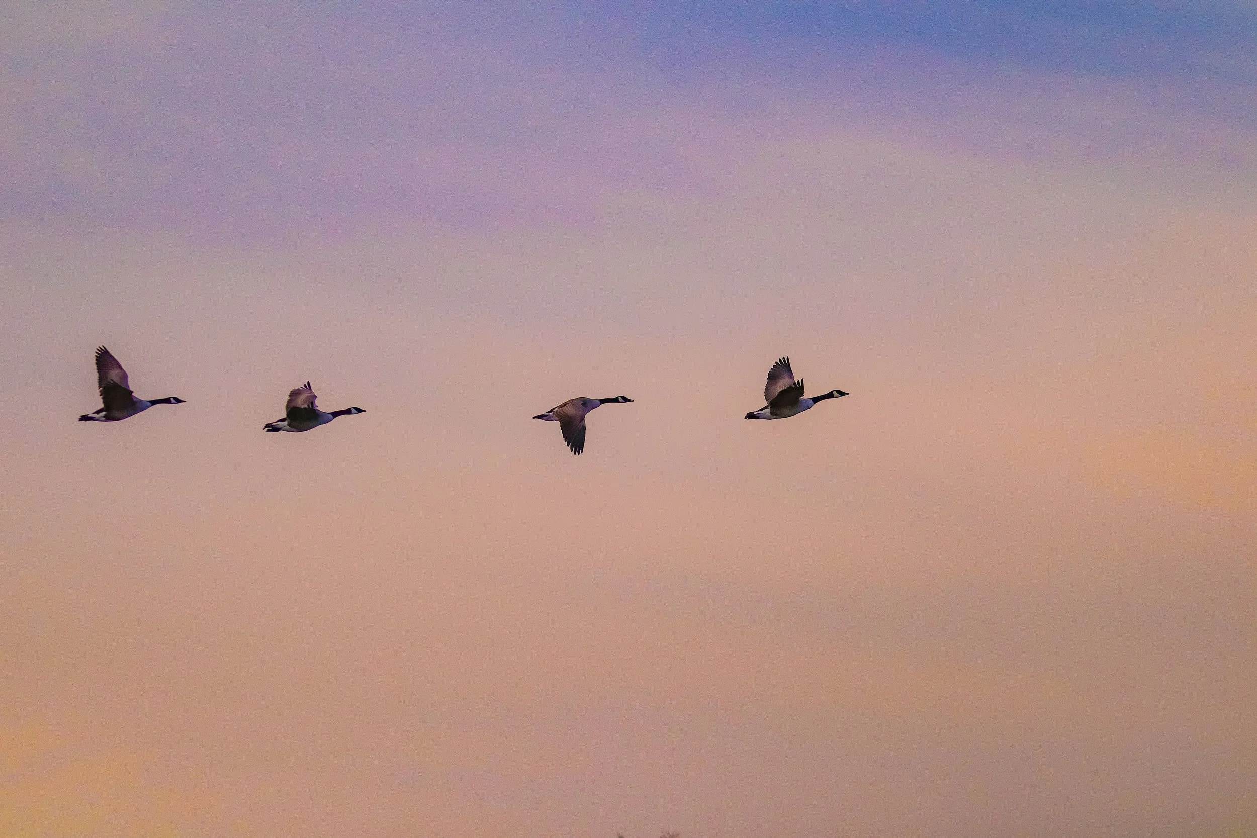 will the real slim shady please stand up.jpg