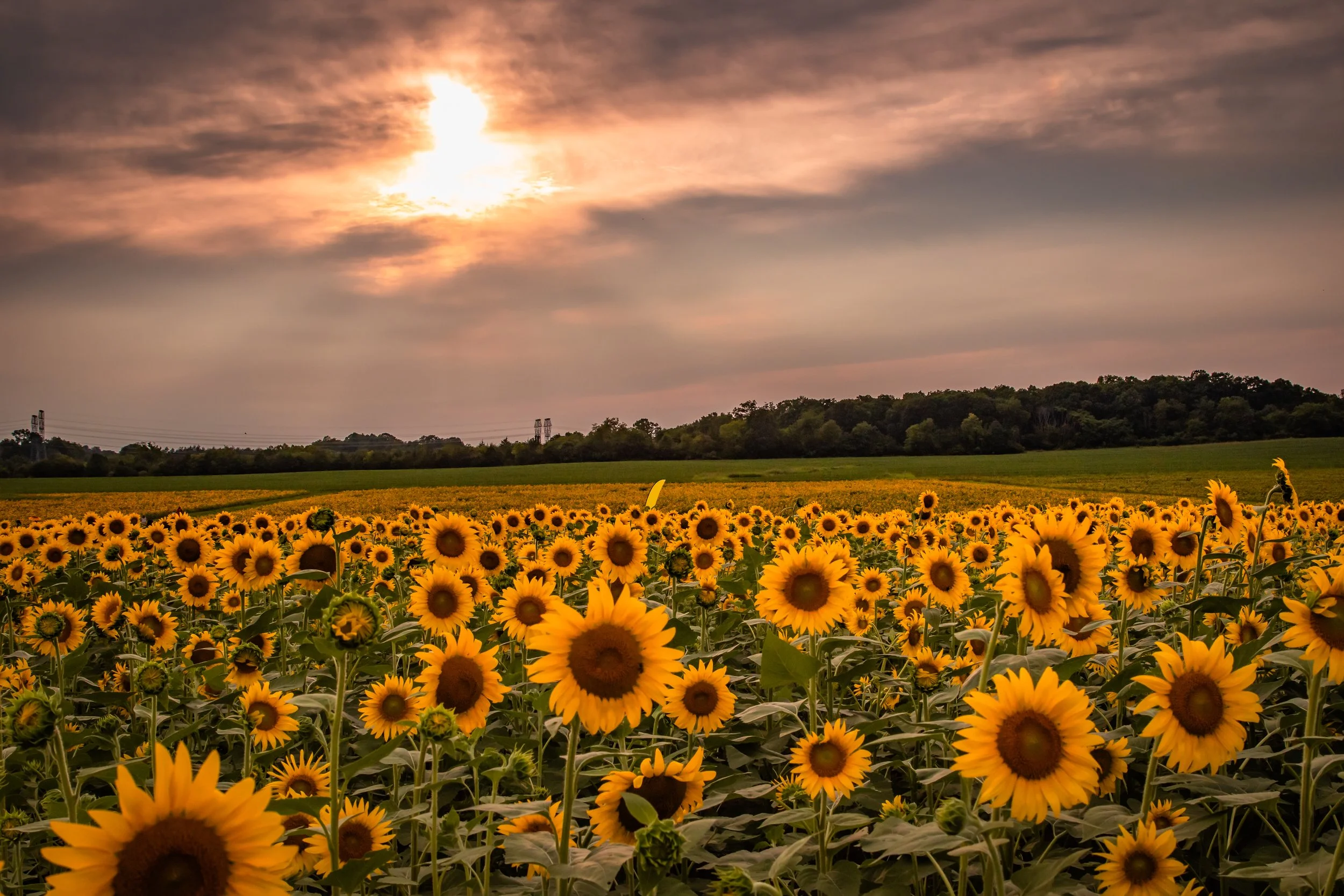 sunflower-2.jpg