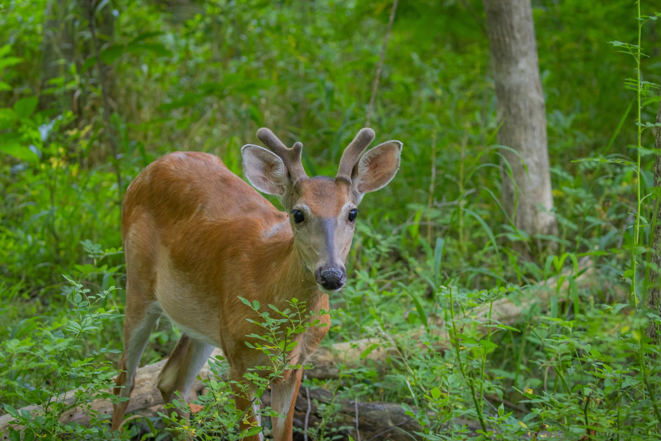 Male deer Looking at me again.jpg