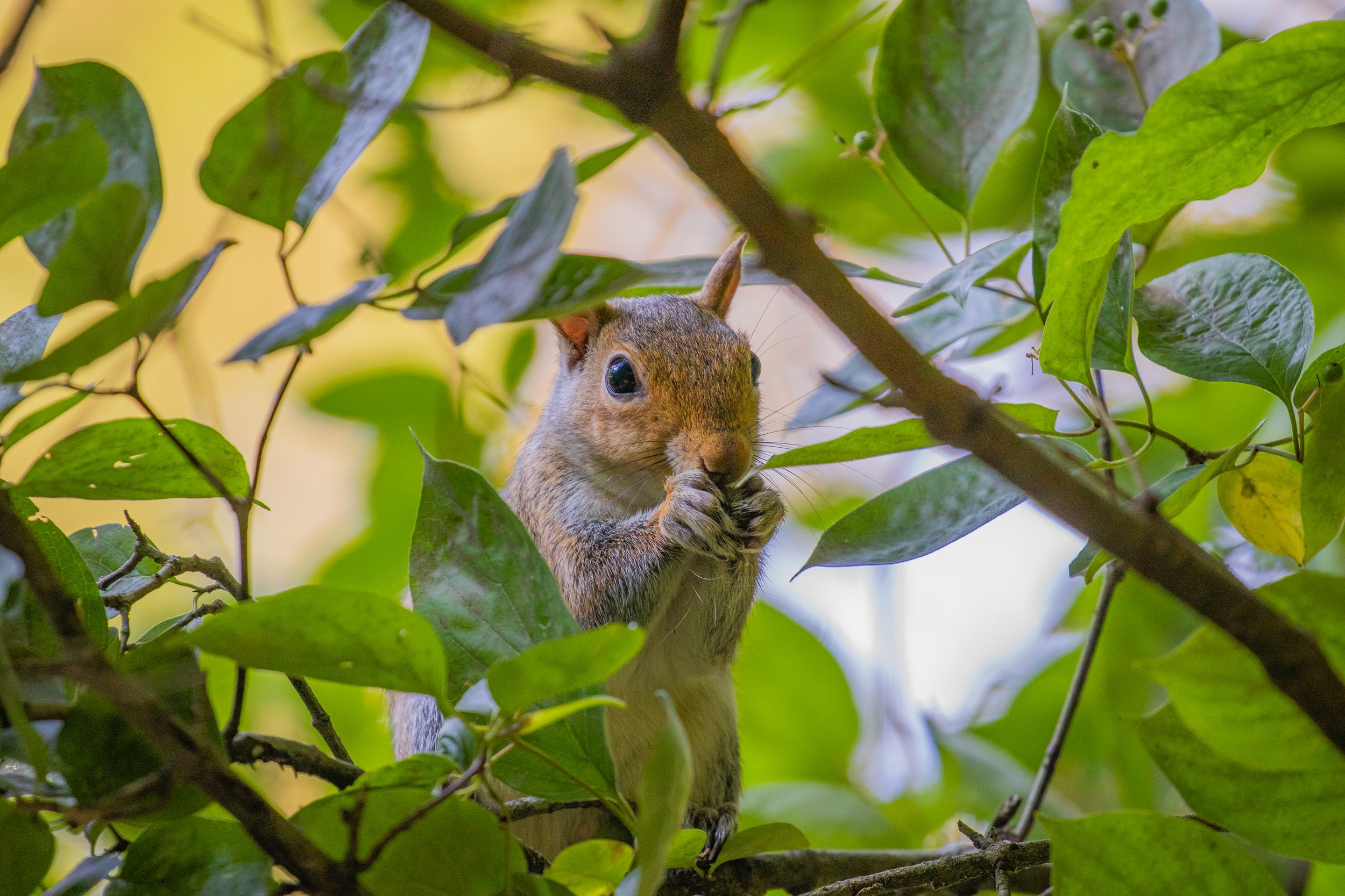 Squirrel Wildlife.jpg