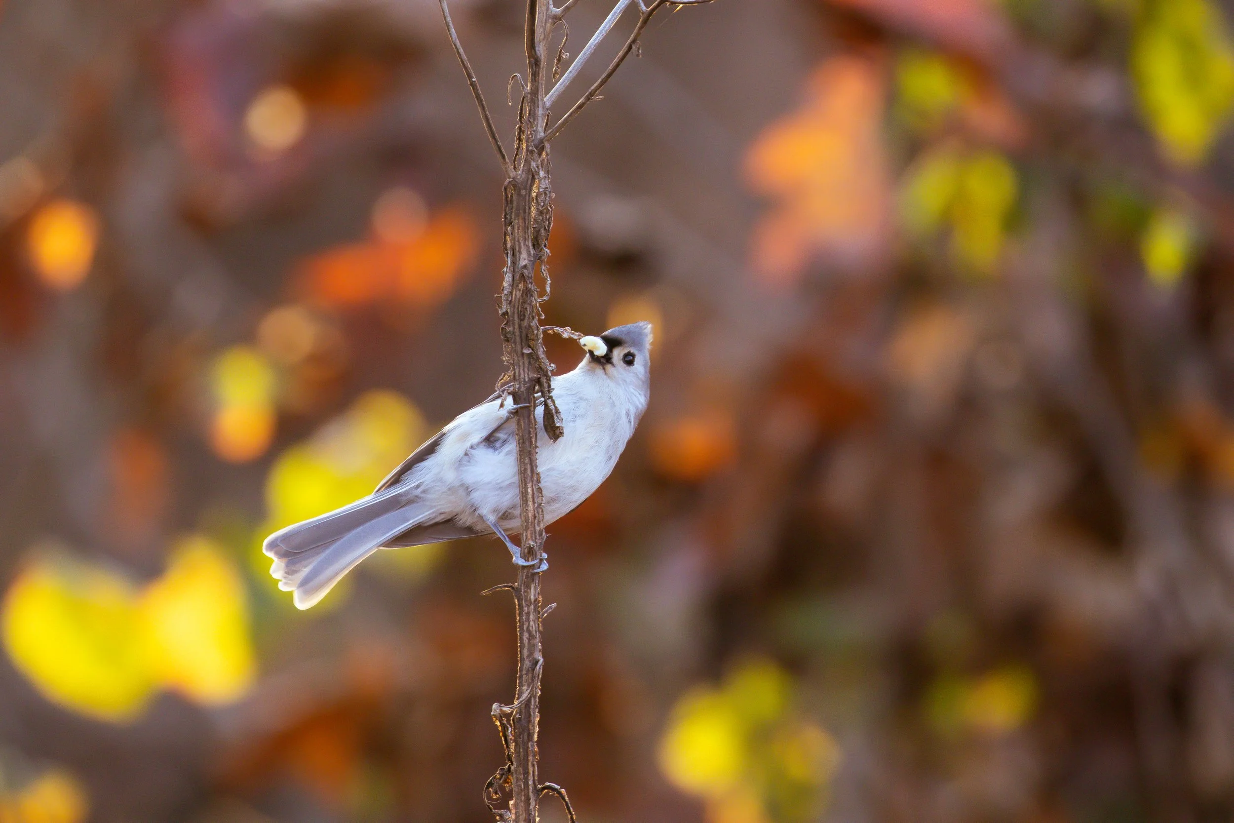 tufted titmouse.jpg