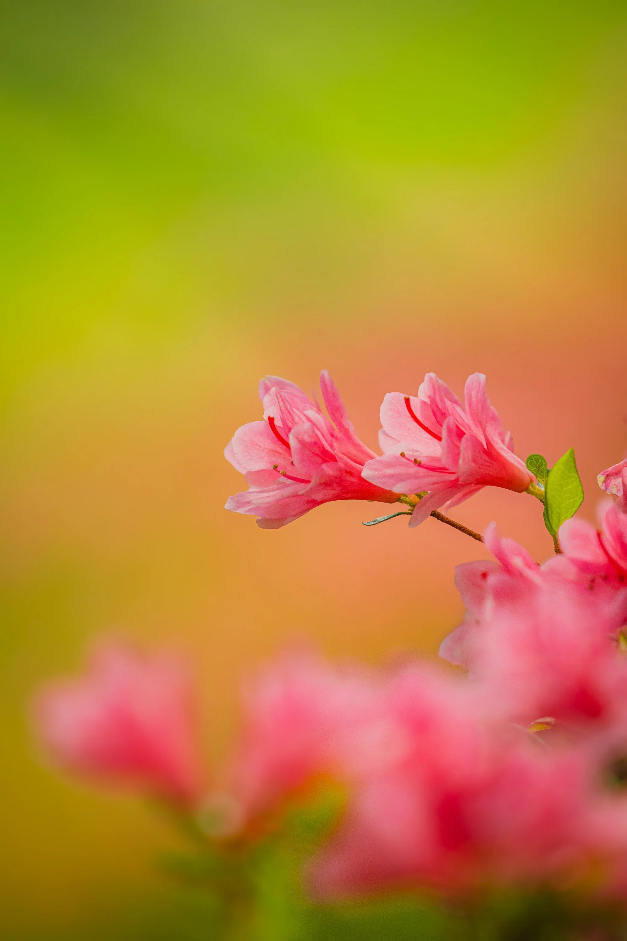 Chasing Blooms