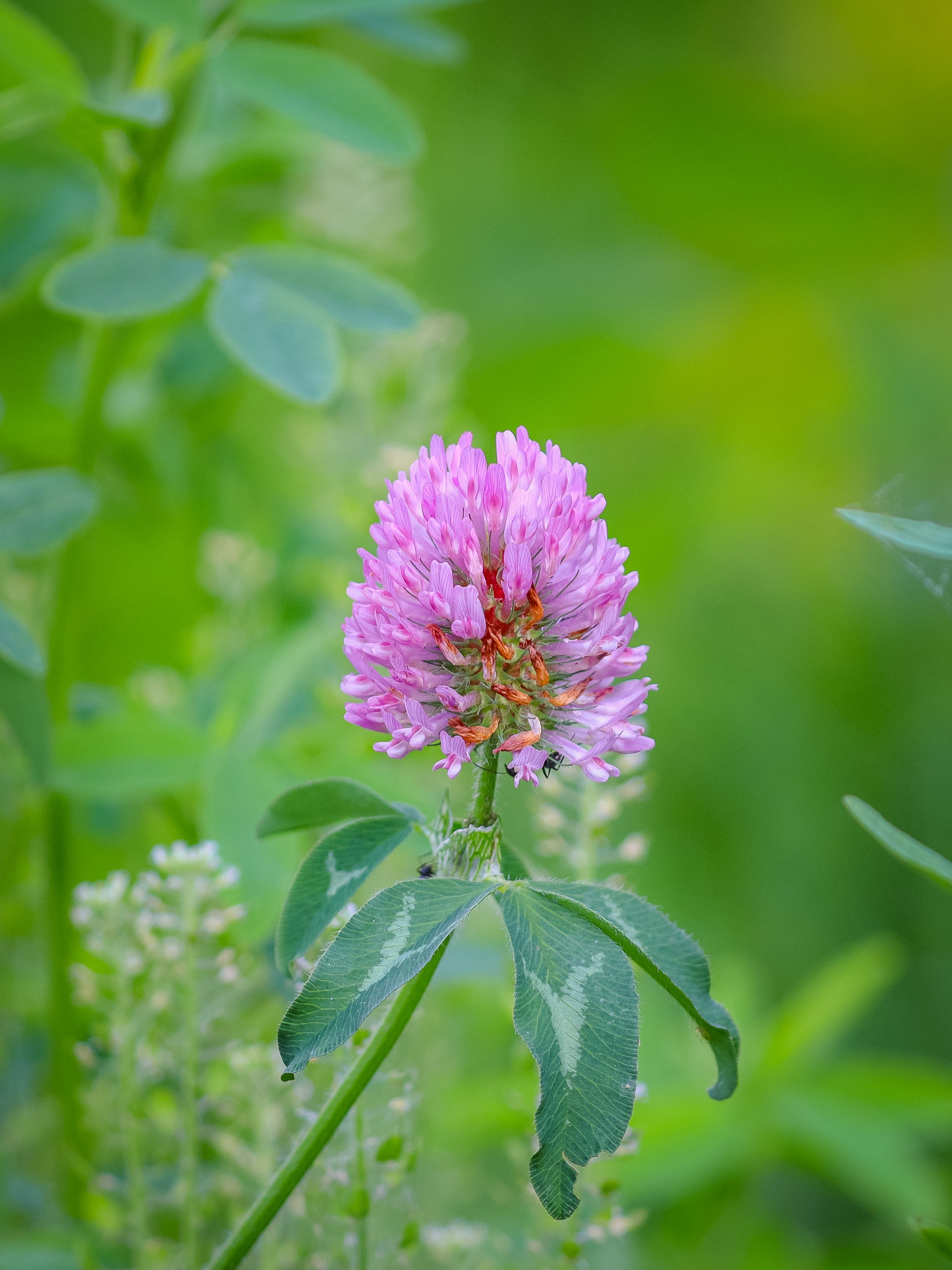 Flowers needs watermark 11.jpg