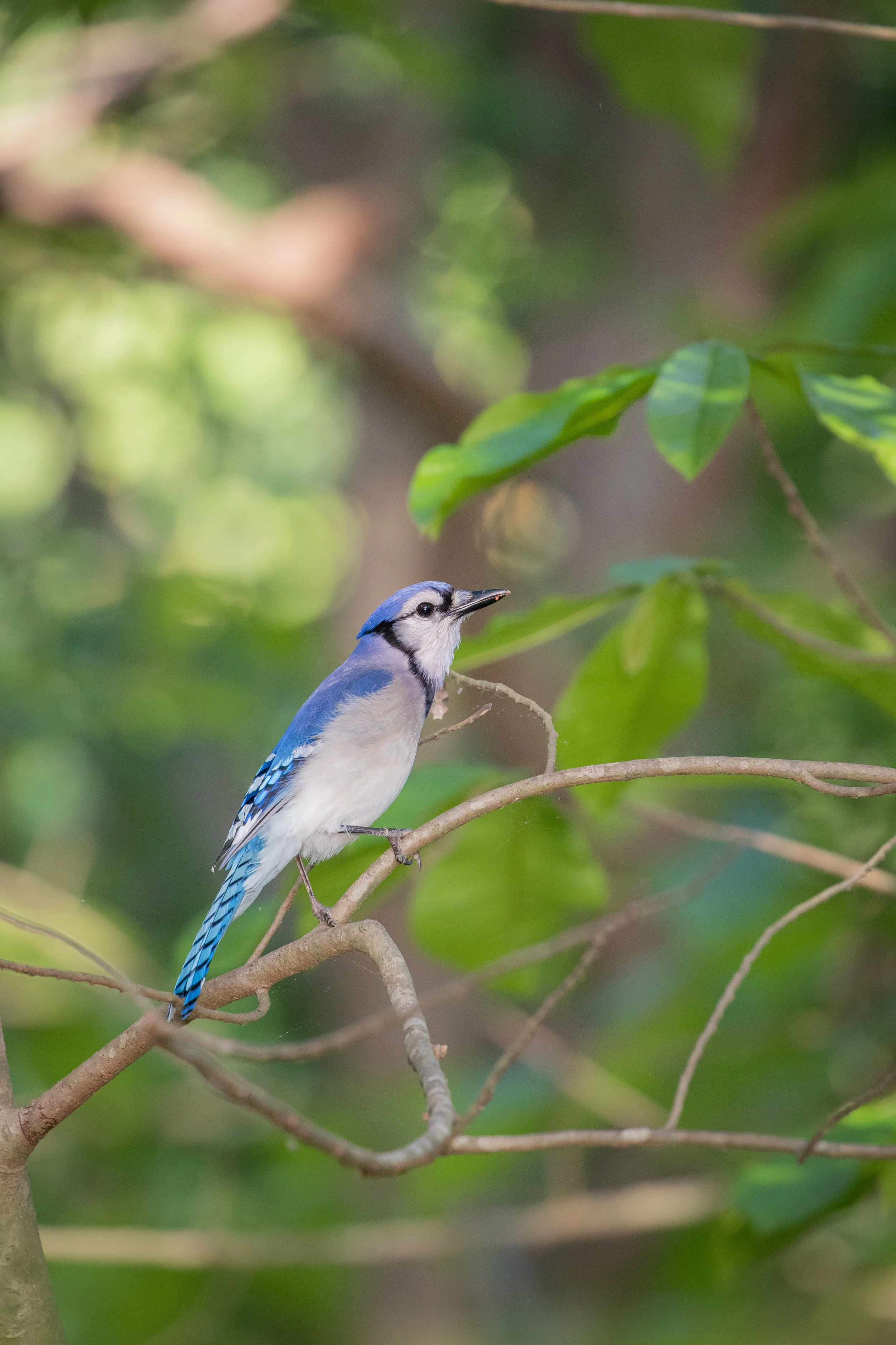 blue jay .jpg