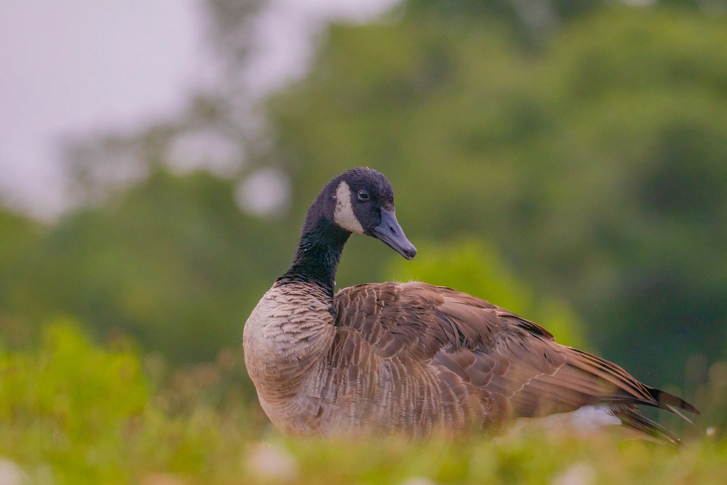 canada goose.jpg