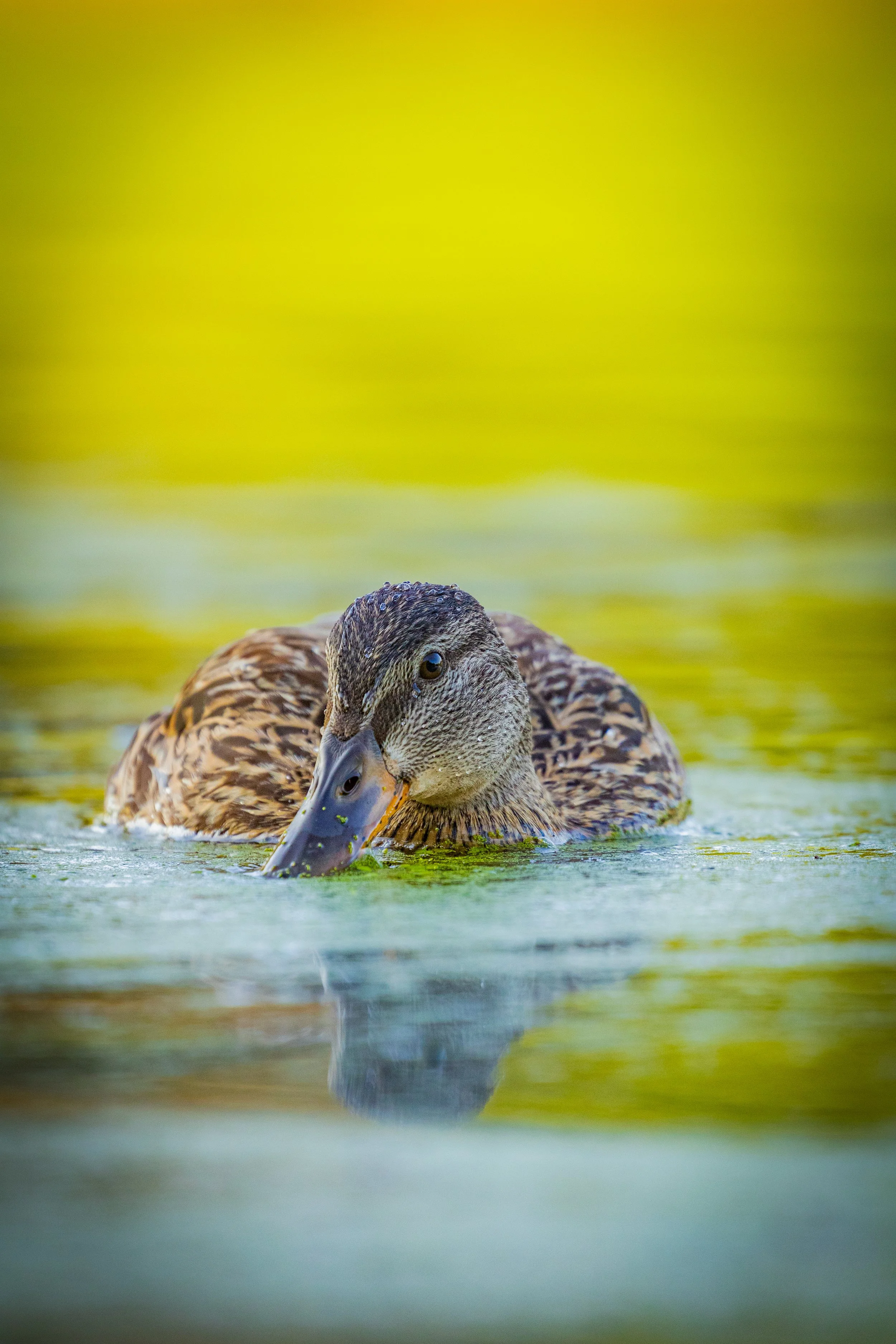 ducky by water.jpg