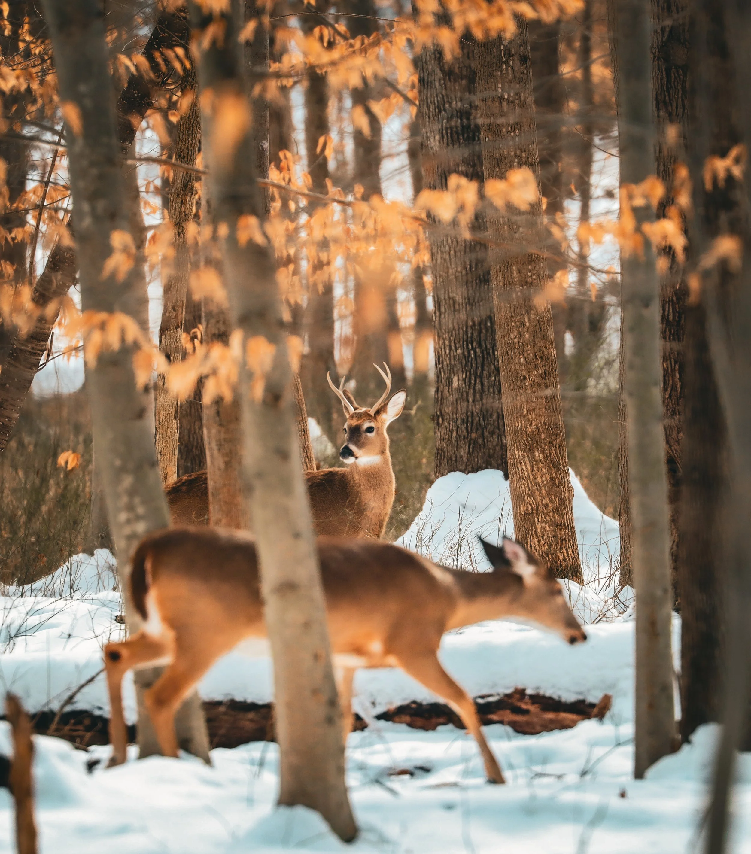 i dont look thick until i turn around check.jpg