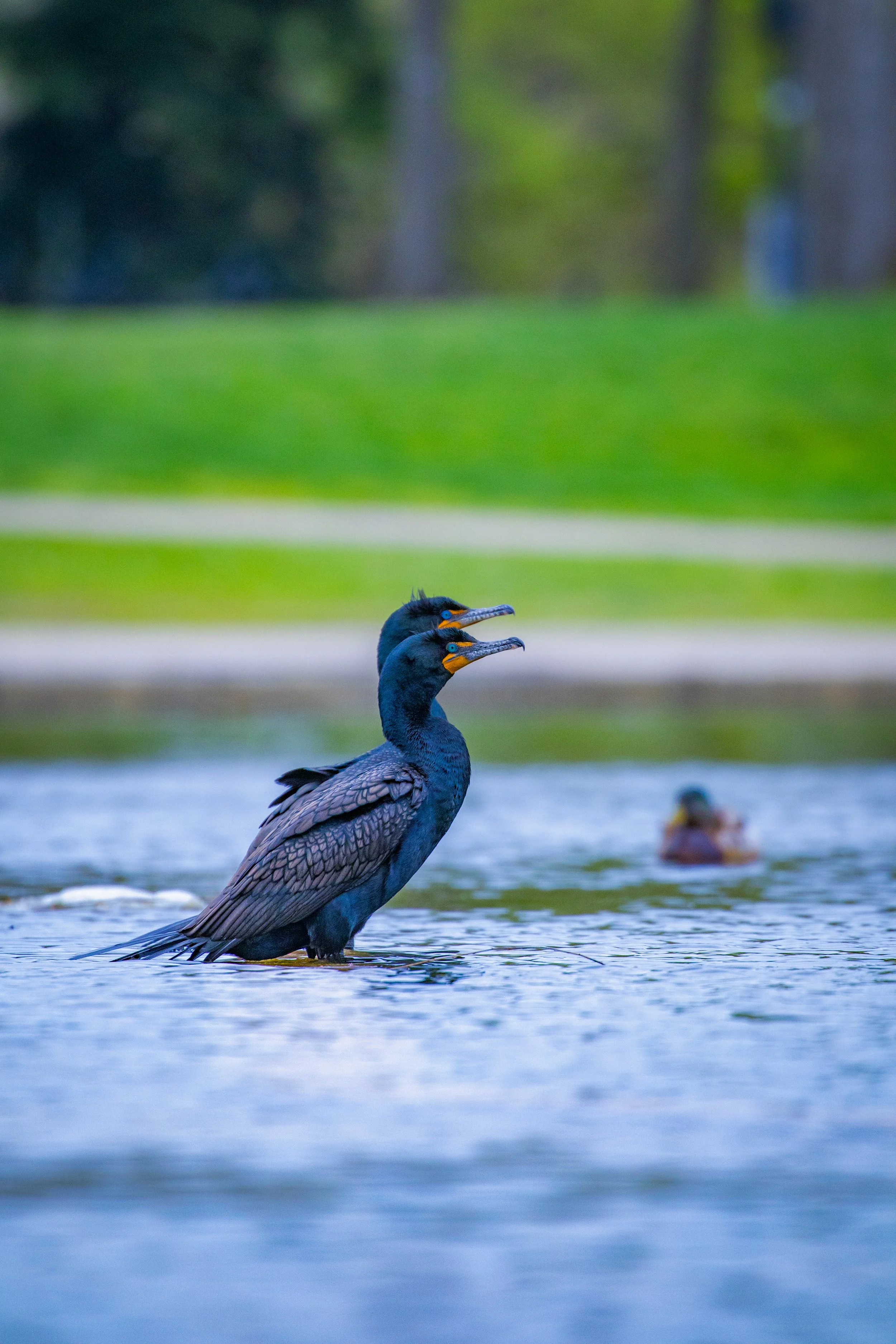 crested carmorant.jpg